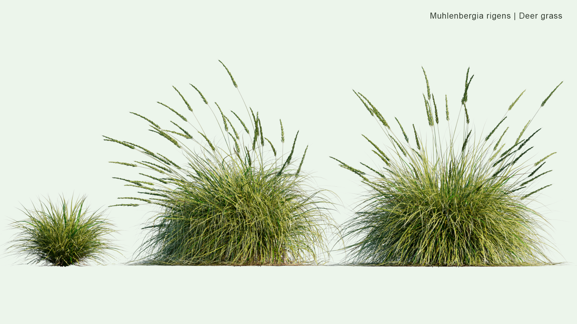 2D Muhlenbergia Rigens - Deer Grass