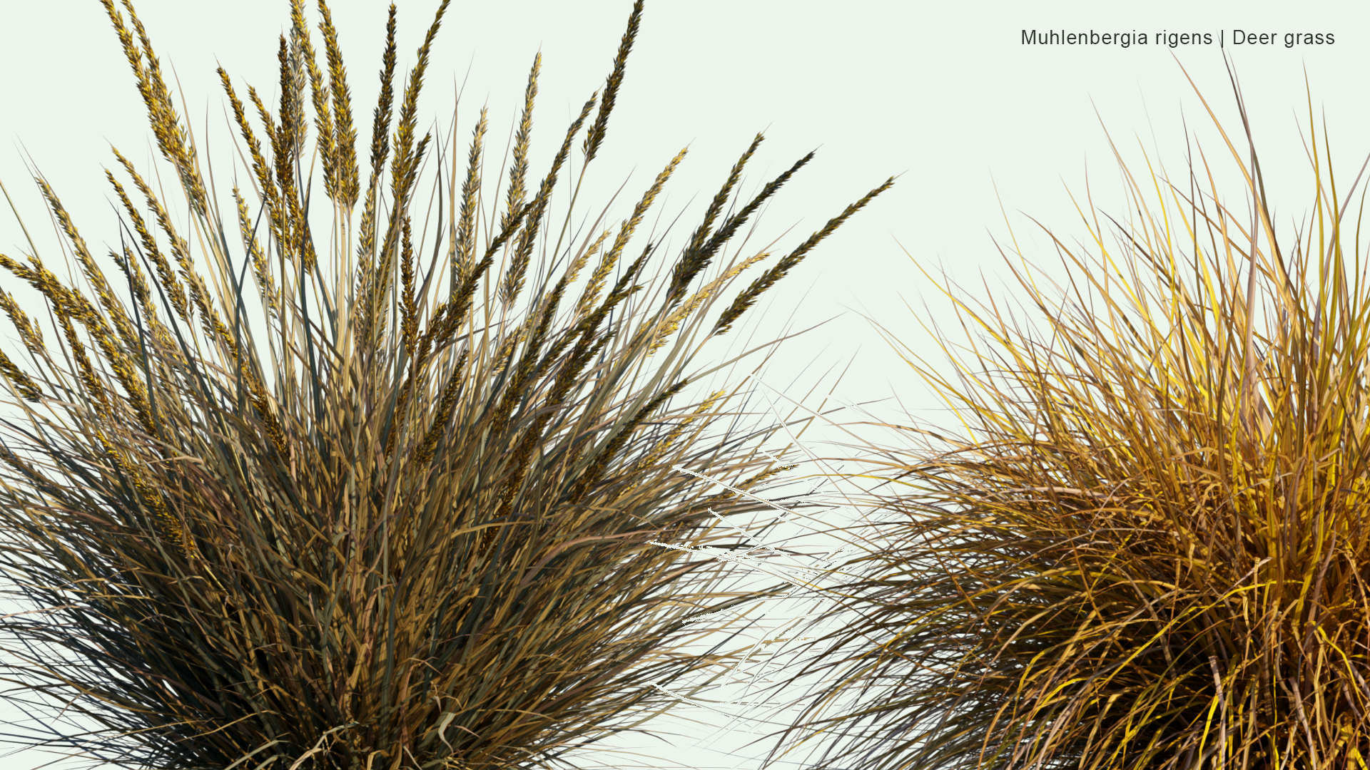 2D Muhlenbergia Rigens - Deer Grass