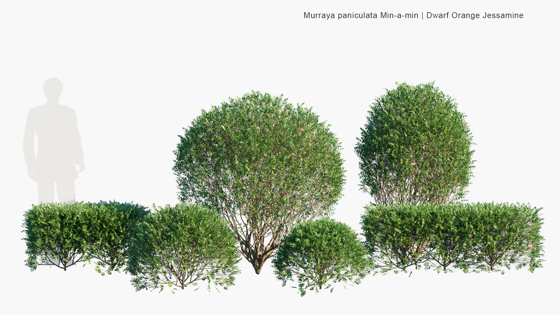 Low Poly Murraya Paniculata Min-a-mins - Dwarf Orange Jessamine, Orange Jasmine, Dwarf Mock Orange, Dwarf Cosmetic Bark Tree (3D Model)