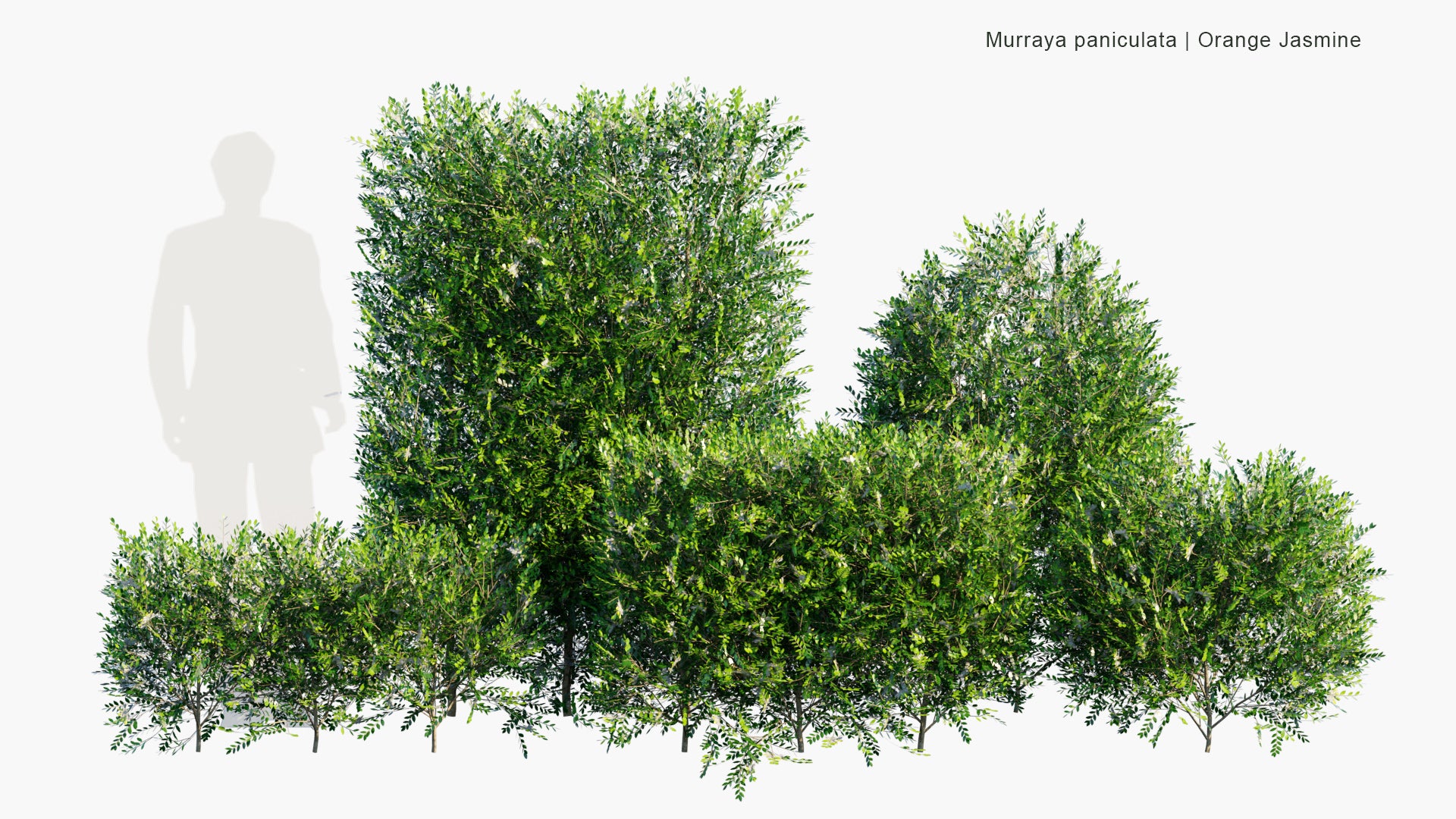 Low Poly Murraya Paniculata - Orange Jasmine, Chinese Box, Mock Orange, Mock Lime, Satinwood, Lakeview Jasmine, Murta de Cheiro, Jasmim Laranja (3D Model)