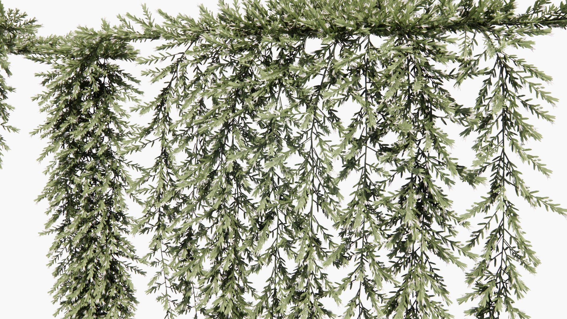Low Poly Myoporum Parvifolium - Yareena (3D Model)
