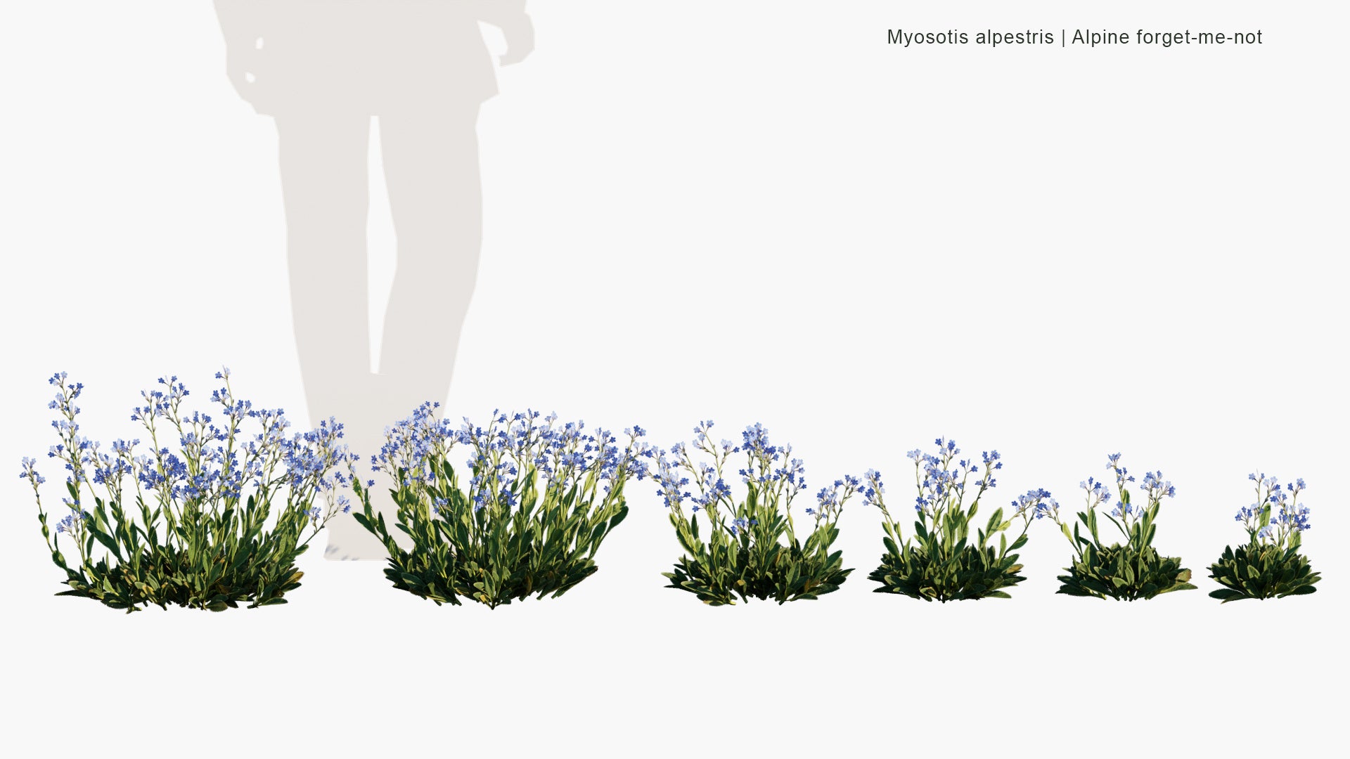 Low Poly Myosotis Alpestris - Alpine Forget-me-not (3D Model)