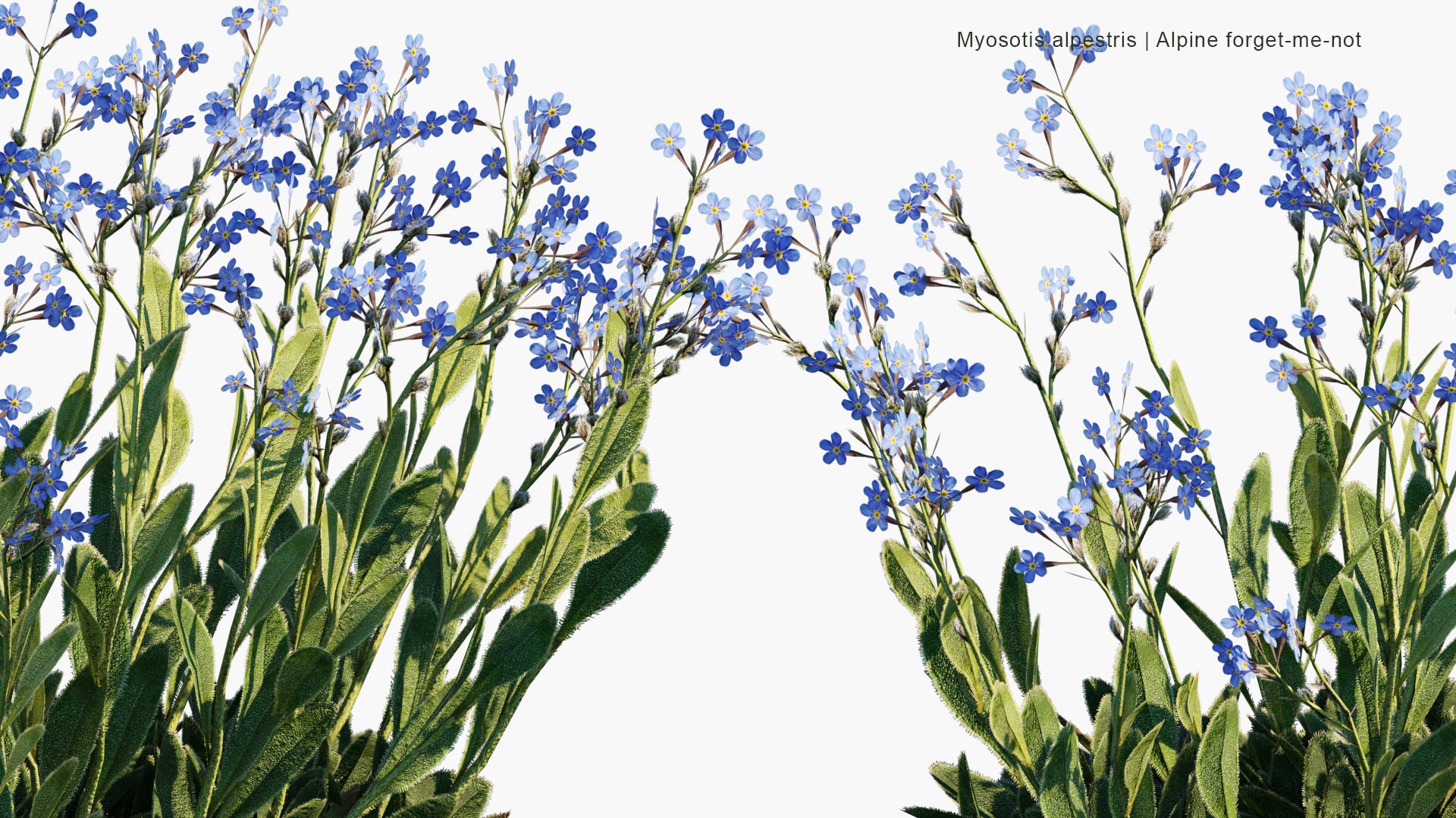 Low Poly Myosotis Alpestris - Alpine Forget-me-not (3D Model)