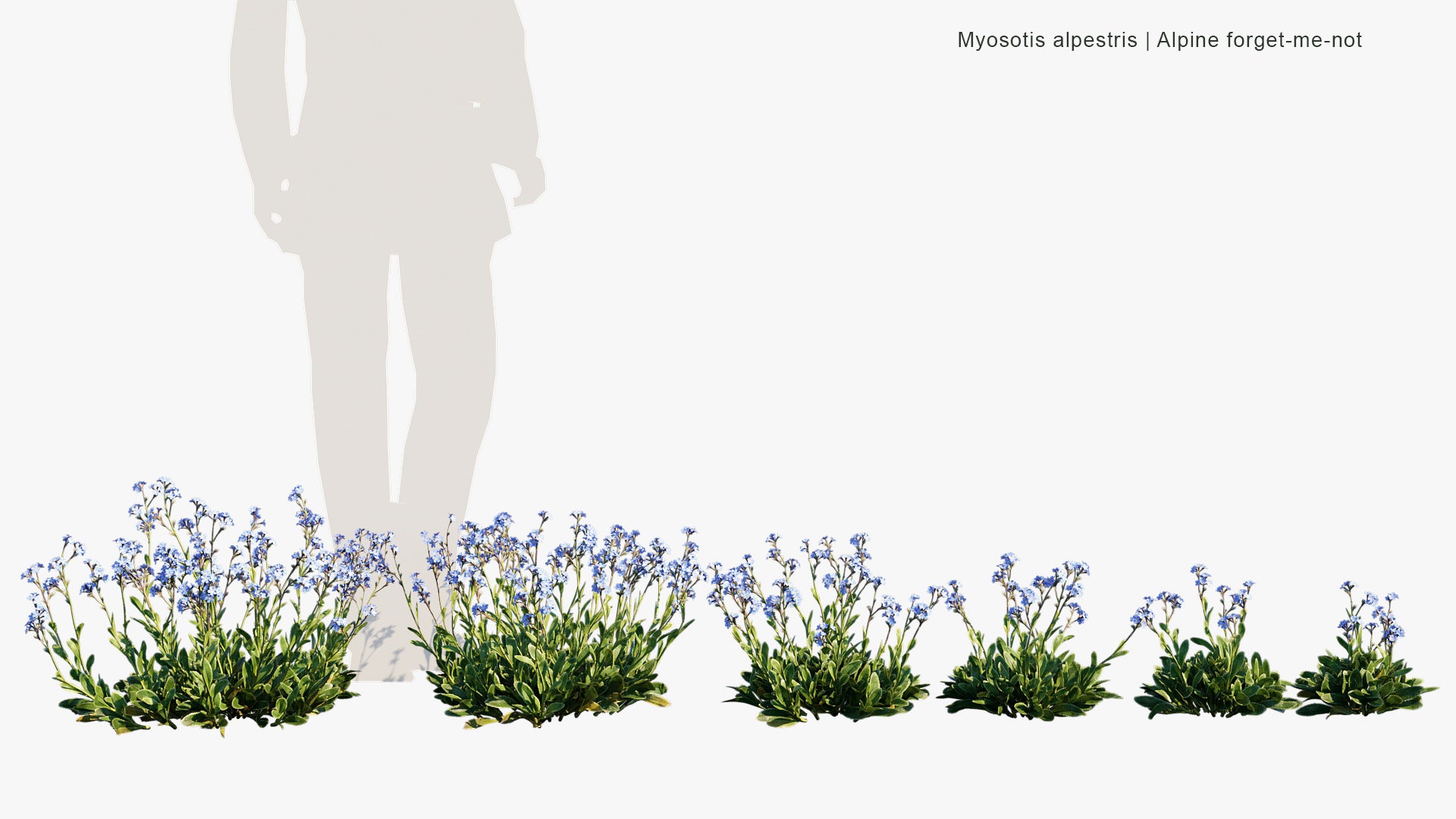 Myosotis Alpestris - Alpine Forget-me-not (3D Model)