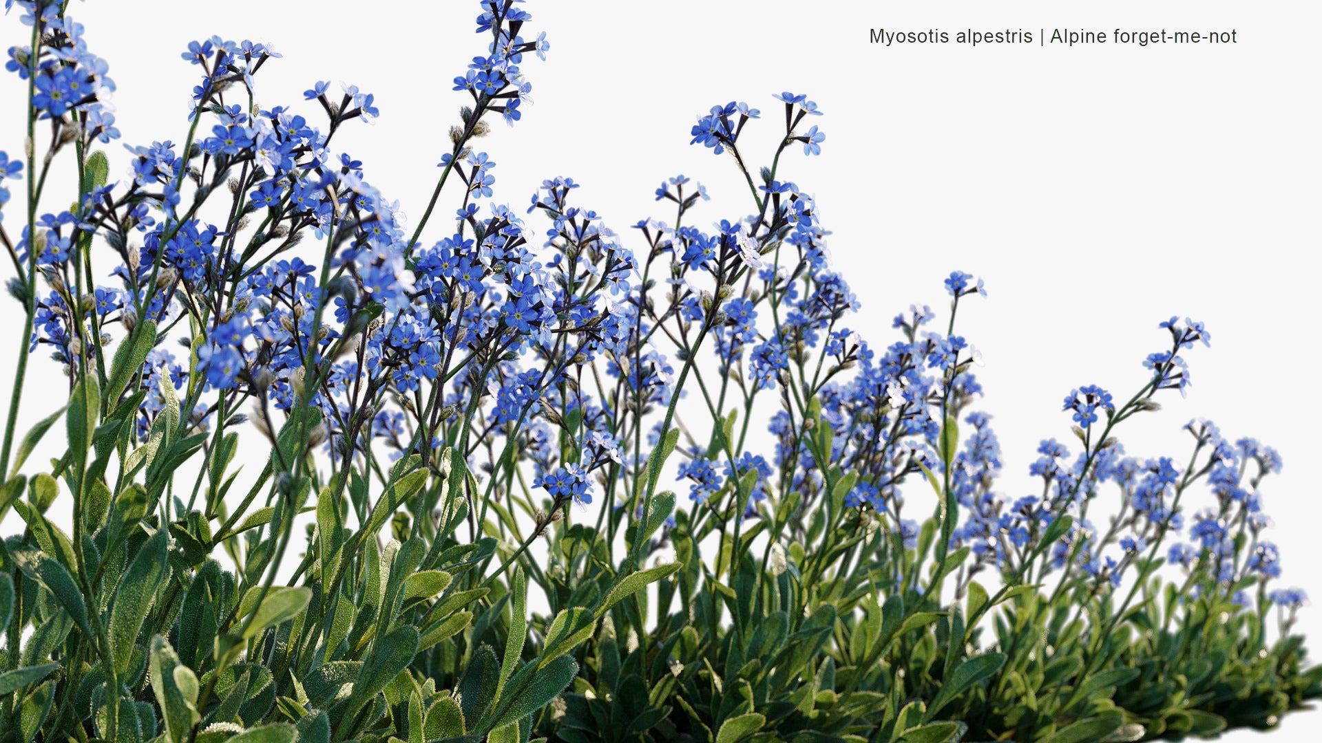 Myosotis Alpestris - Alpine Forget-me-not (3D Model)