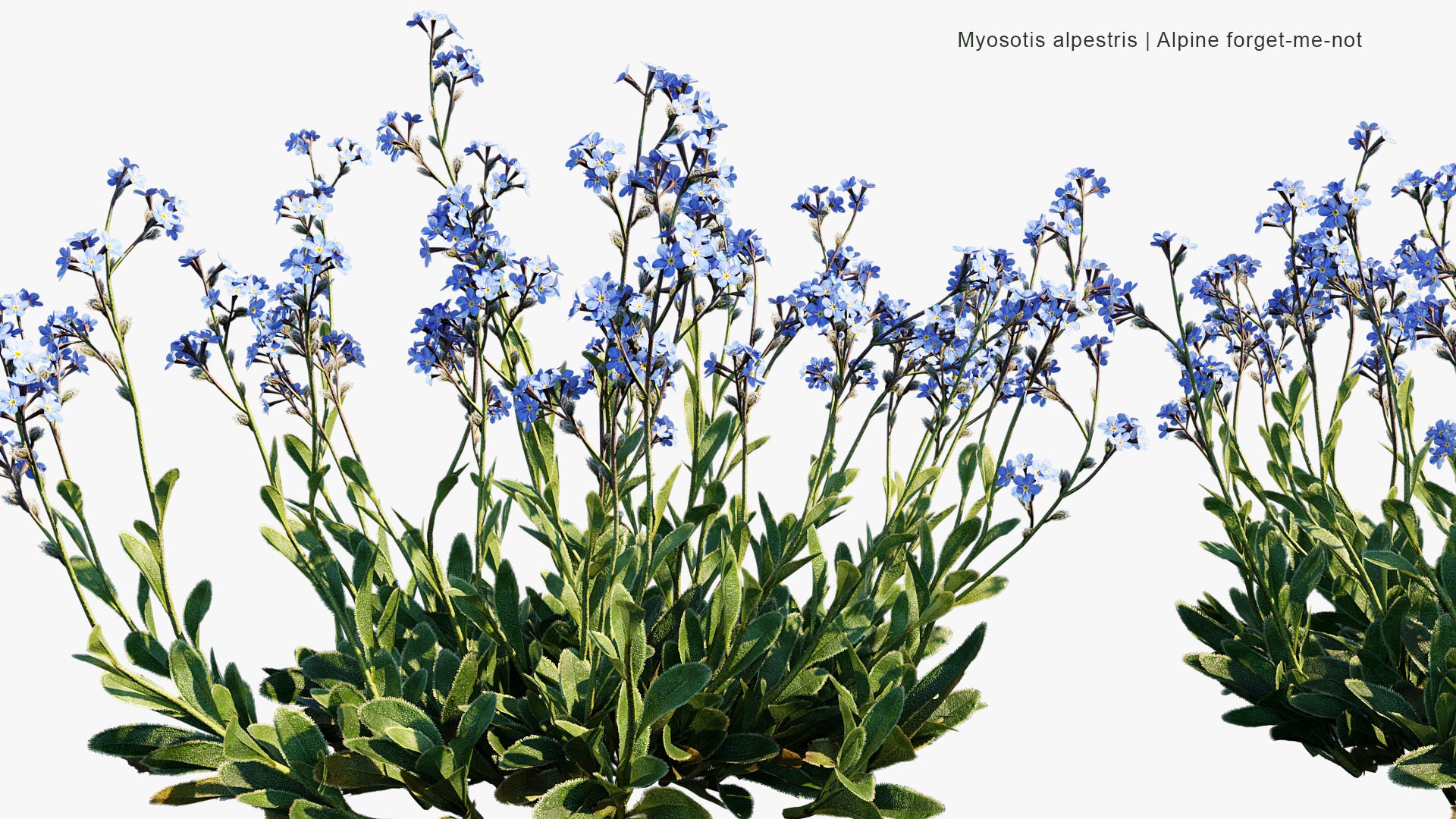 Myosotis Alpestris - Alpine Forget-me-not (3D Model)