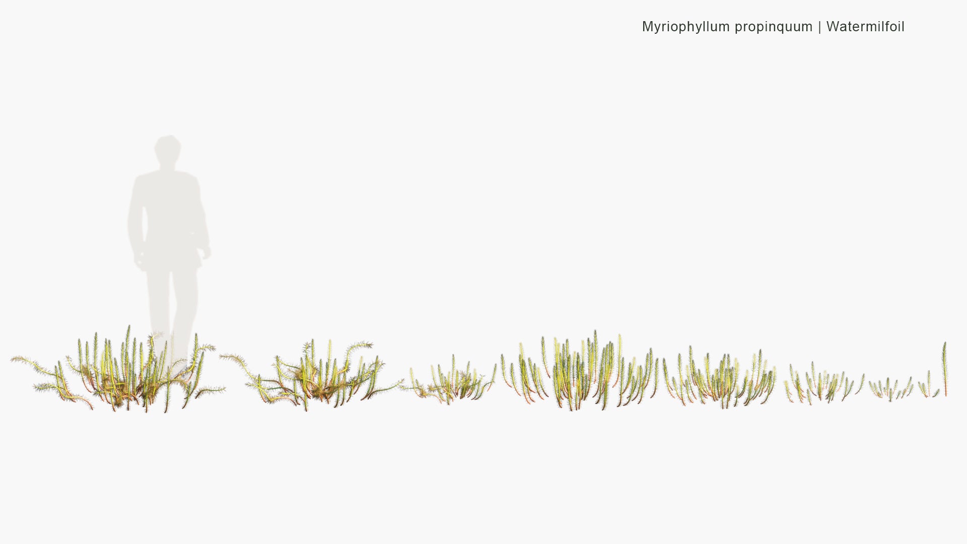 Low Poly Myriophyllum Propinquum - Water Milfoil (3D Model)
