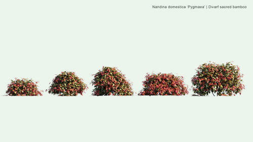 Nandina Domestica 'Pygmaea' 