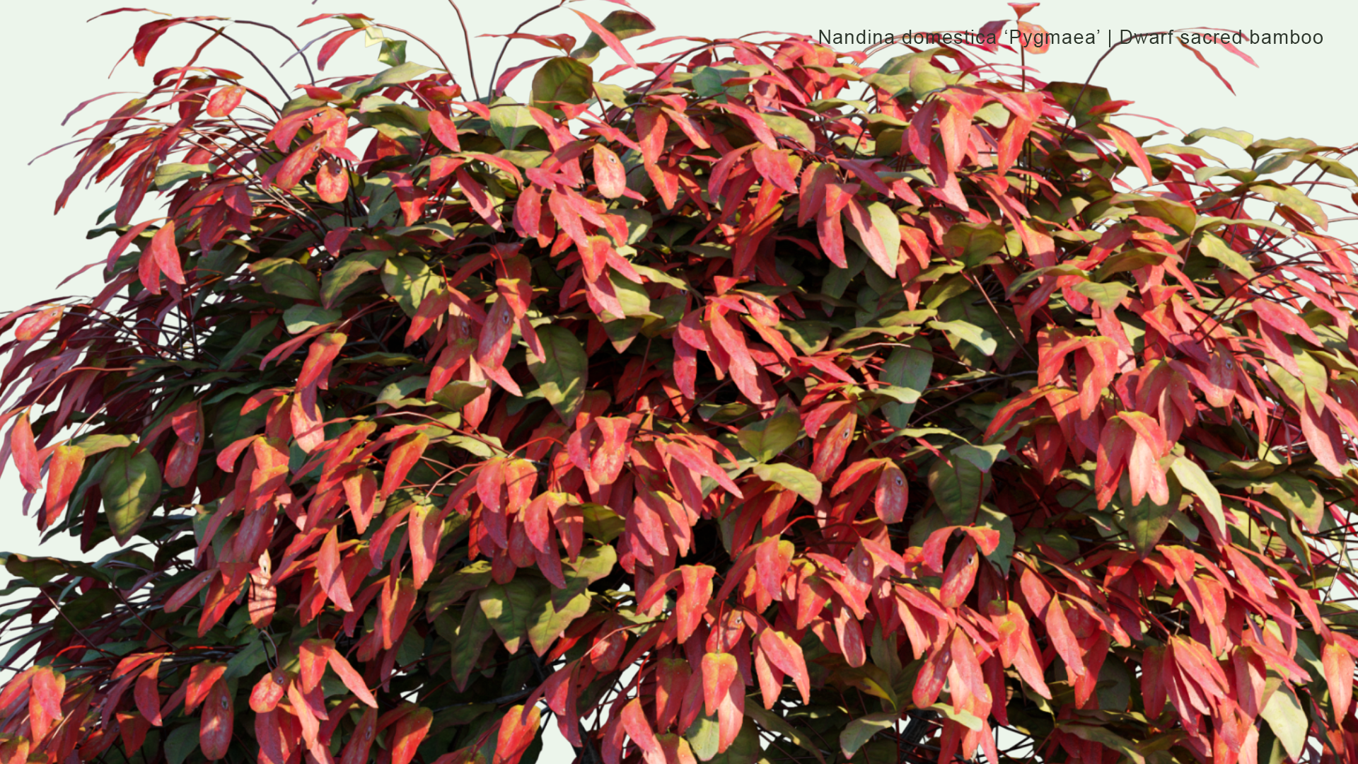 2D Nandina Domestica 'Pygmaea' - Dwarf Sacred Bamboo