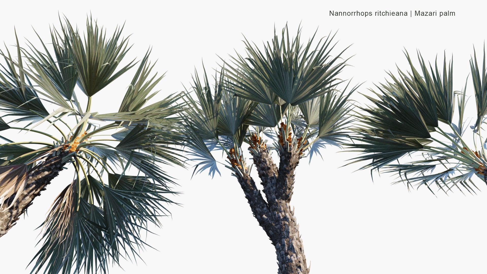 Nannorrhops Ritchieana - Mazari Palm (3D Model)