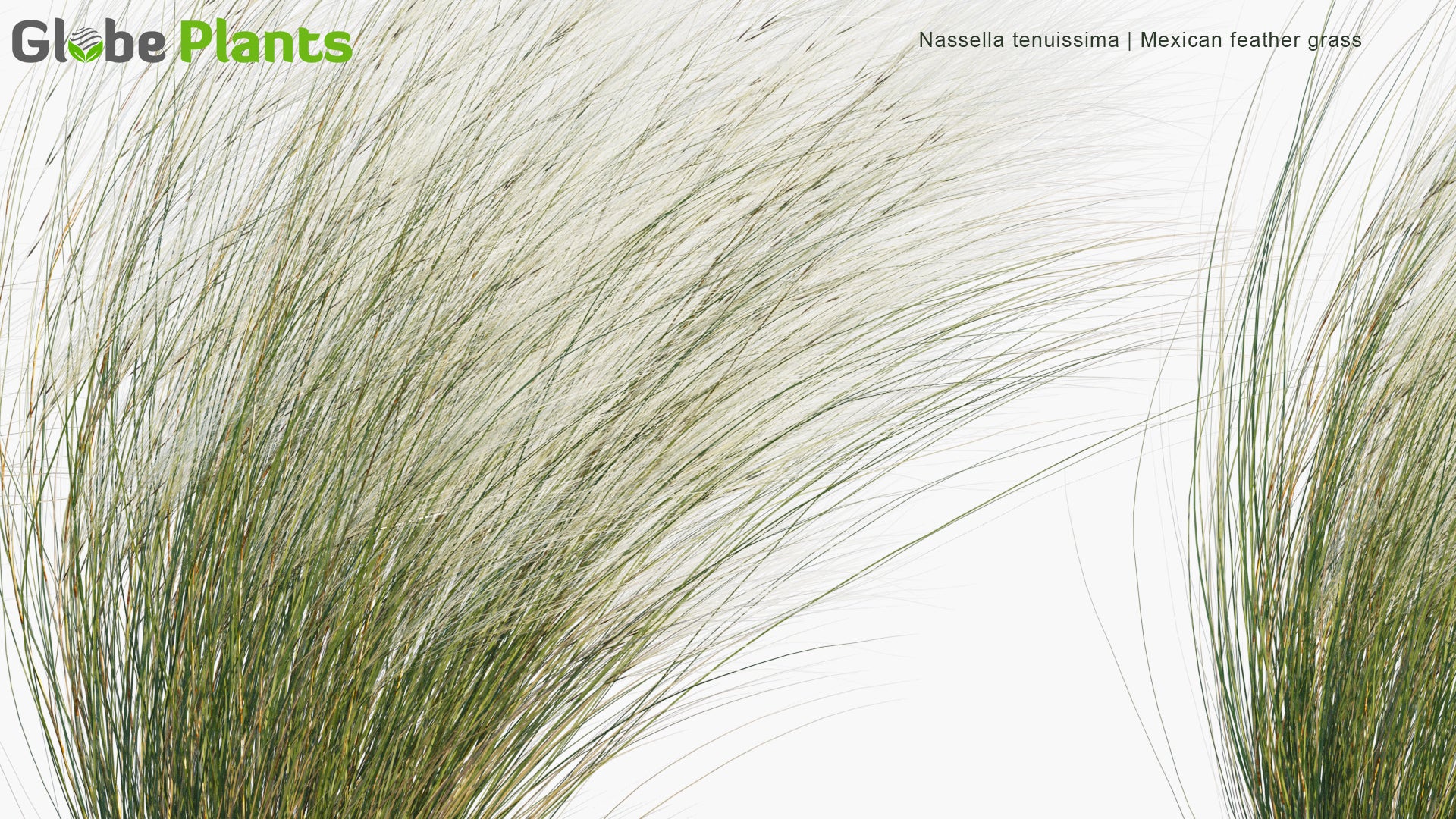 Low Poly Nassella Tenuissima - Mexican Feathergrass, Finestem Needlegrass, Fineleaved Nassella, Argentine Needle-Grass (3D Model)