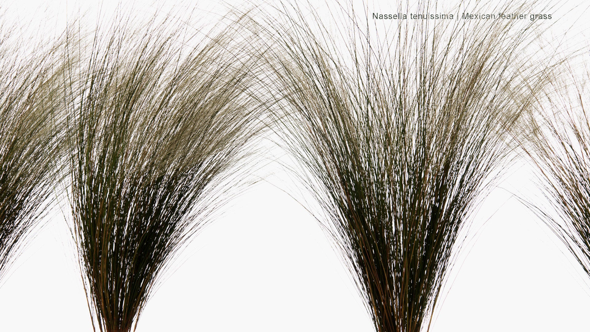 Low Poly Nassella Tenuissima - Mexican Feathergrass, Finestem Needlegrass, Fineleaved Nassella, Argentine Needle-Grass (3D Model)