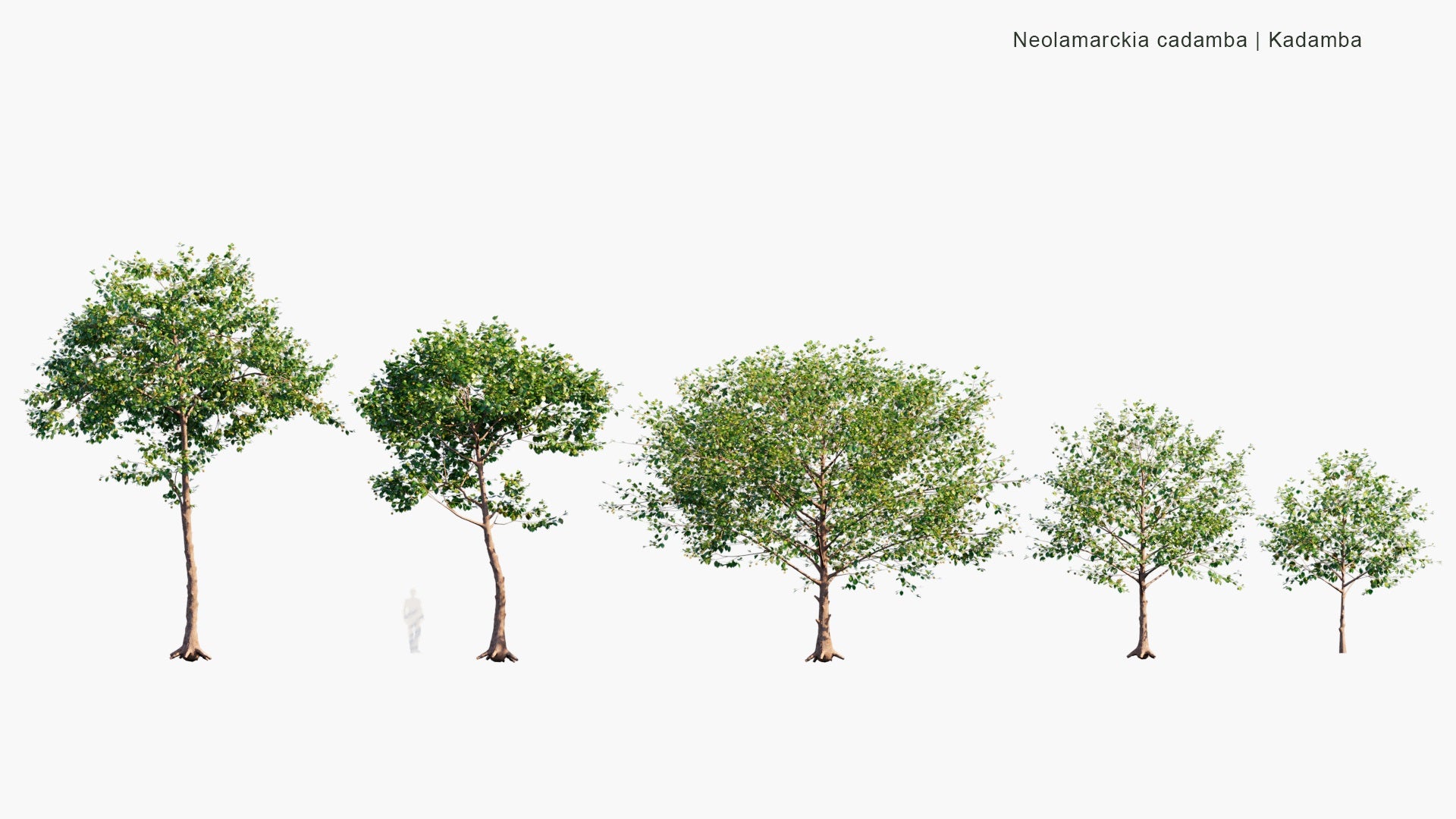 Low Poly Neolamarckia Cadamba - Kadamba, Burflower-Tree, Laran, Leichhardt Pine (3D Model)