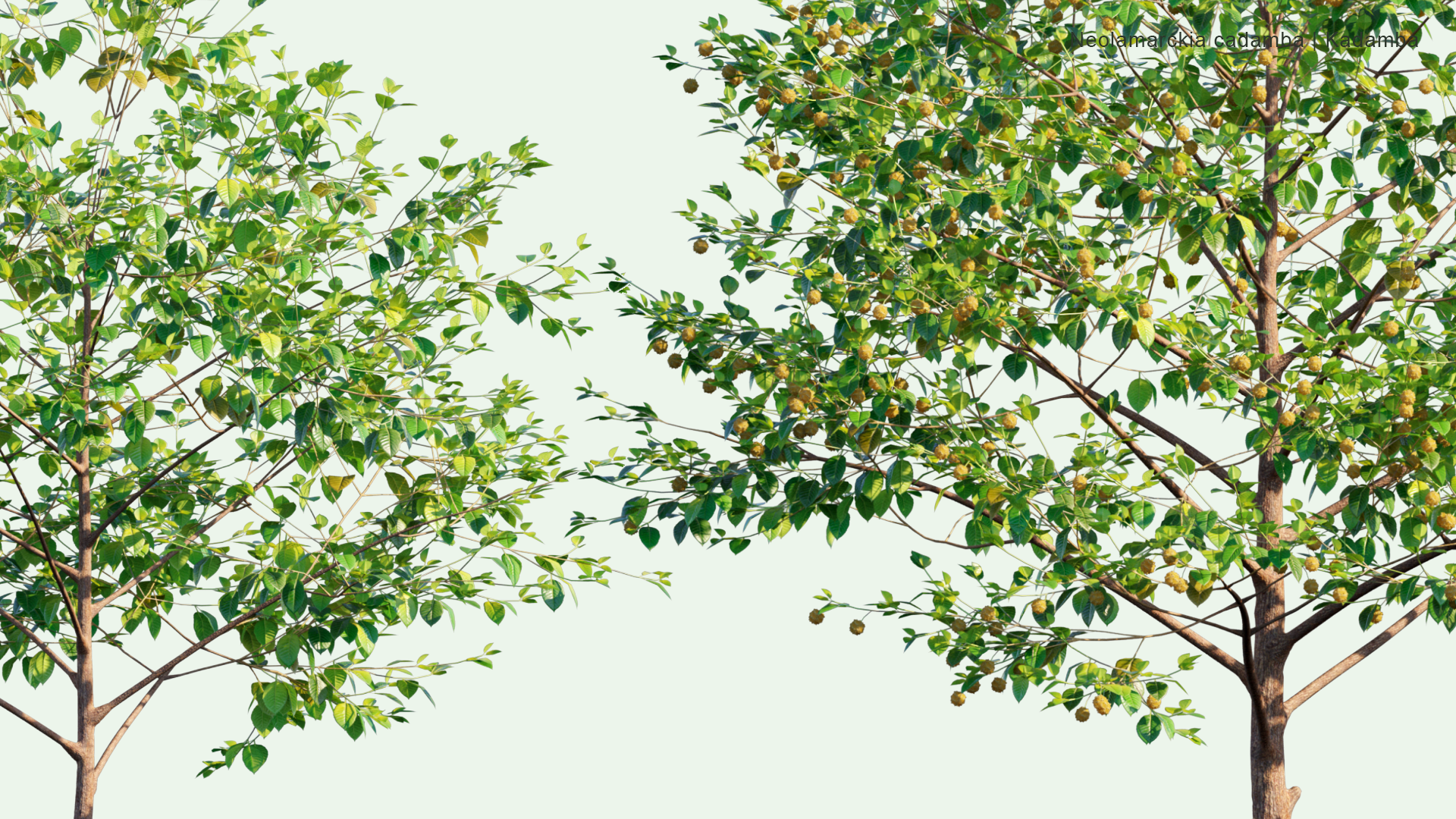 2D Neolamarckia Cadamba - Kadamba, Burflower-tree, Laran, Leichhardt Pine