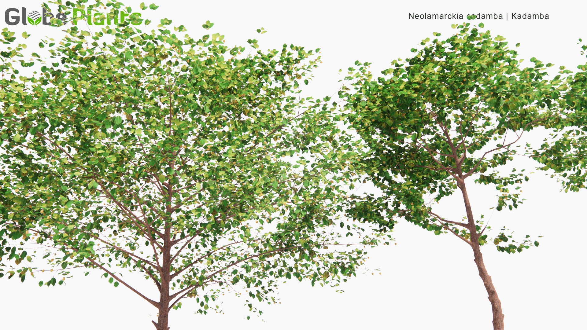 Low Poly Neolamarckia Cadamba - Kadamba, Burflower-Tree, Laran, Leichhardt Pine (3D Model)