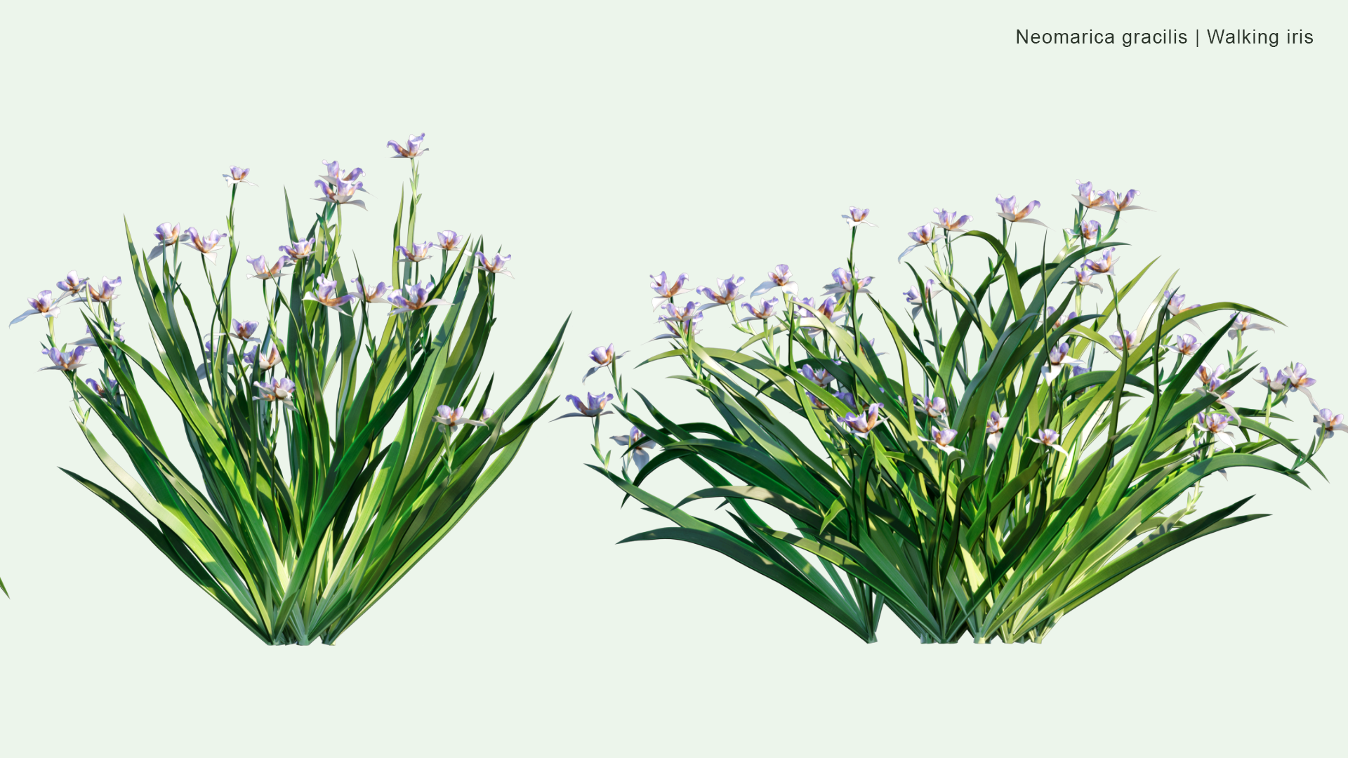 2D Neomarica Gracilis - Walking Iris