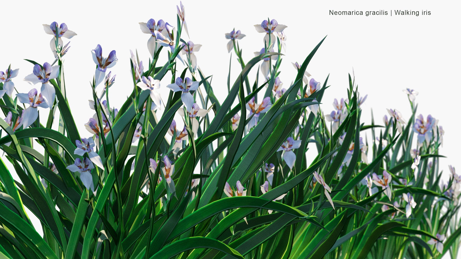 Low Poly Neomarica Gracilis - Walking Iris (3D Model)