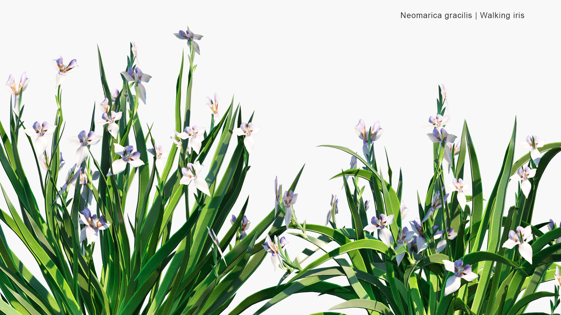 Low Poly Neomarica Gracilis - Walking Iris (3D Model)