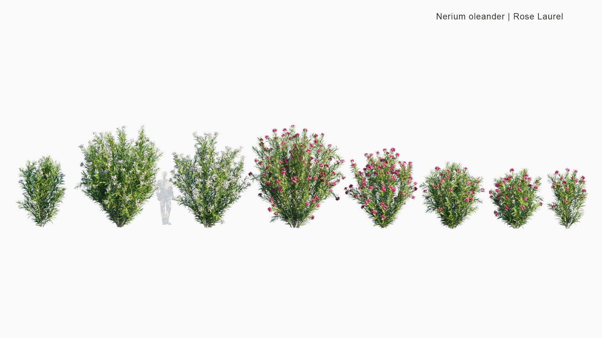 Low Poly Nerium Oleander - Rose Laurel (3D Model)