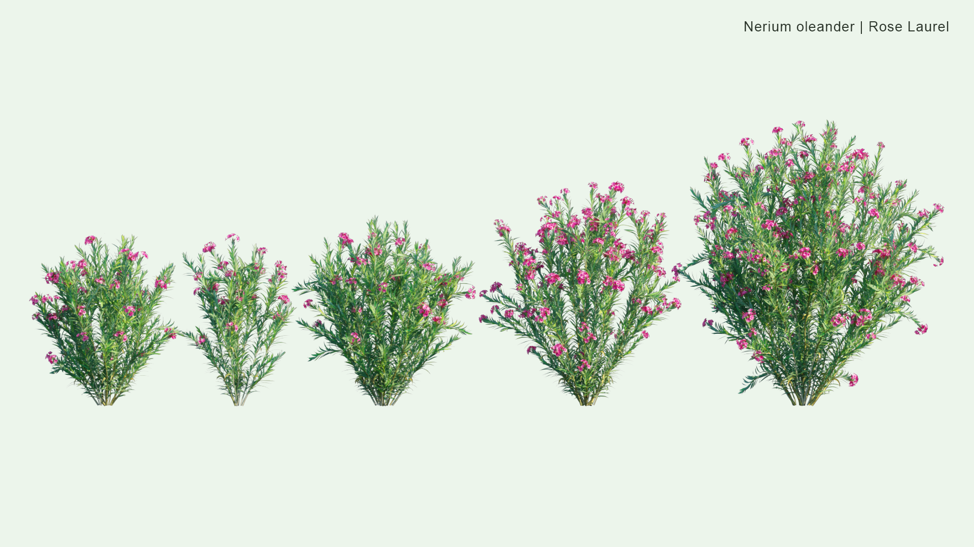 2D Nerium Oleander - Rose Laurel