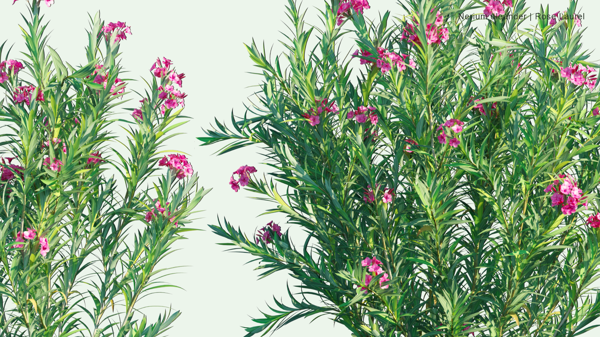 2D Nerium Oleander - Rose Laurel