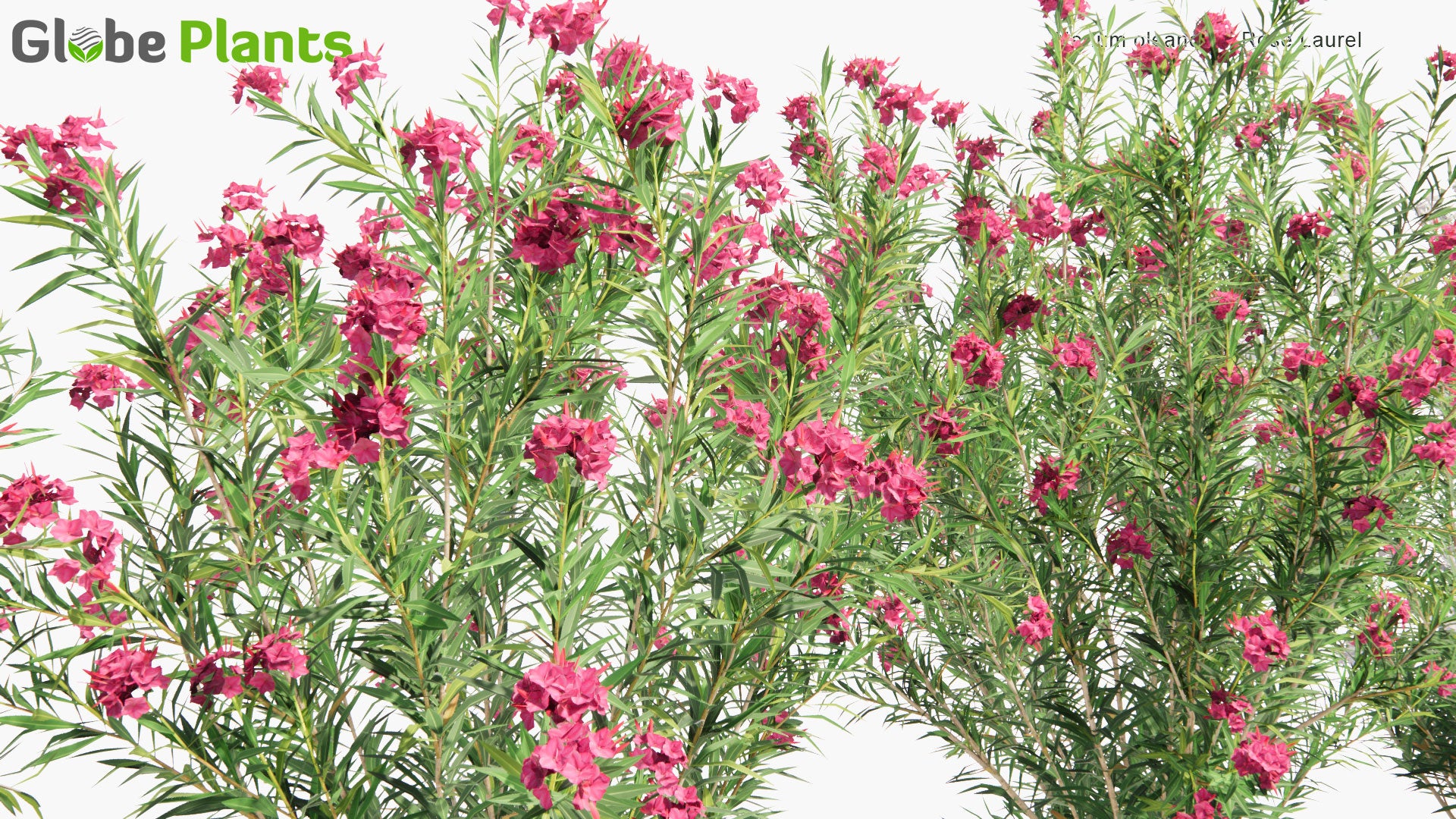 Low Poly Nerium Oleander - Rose Laurel (3D Model)
