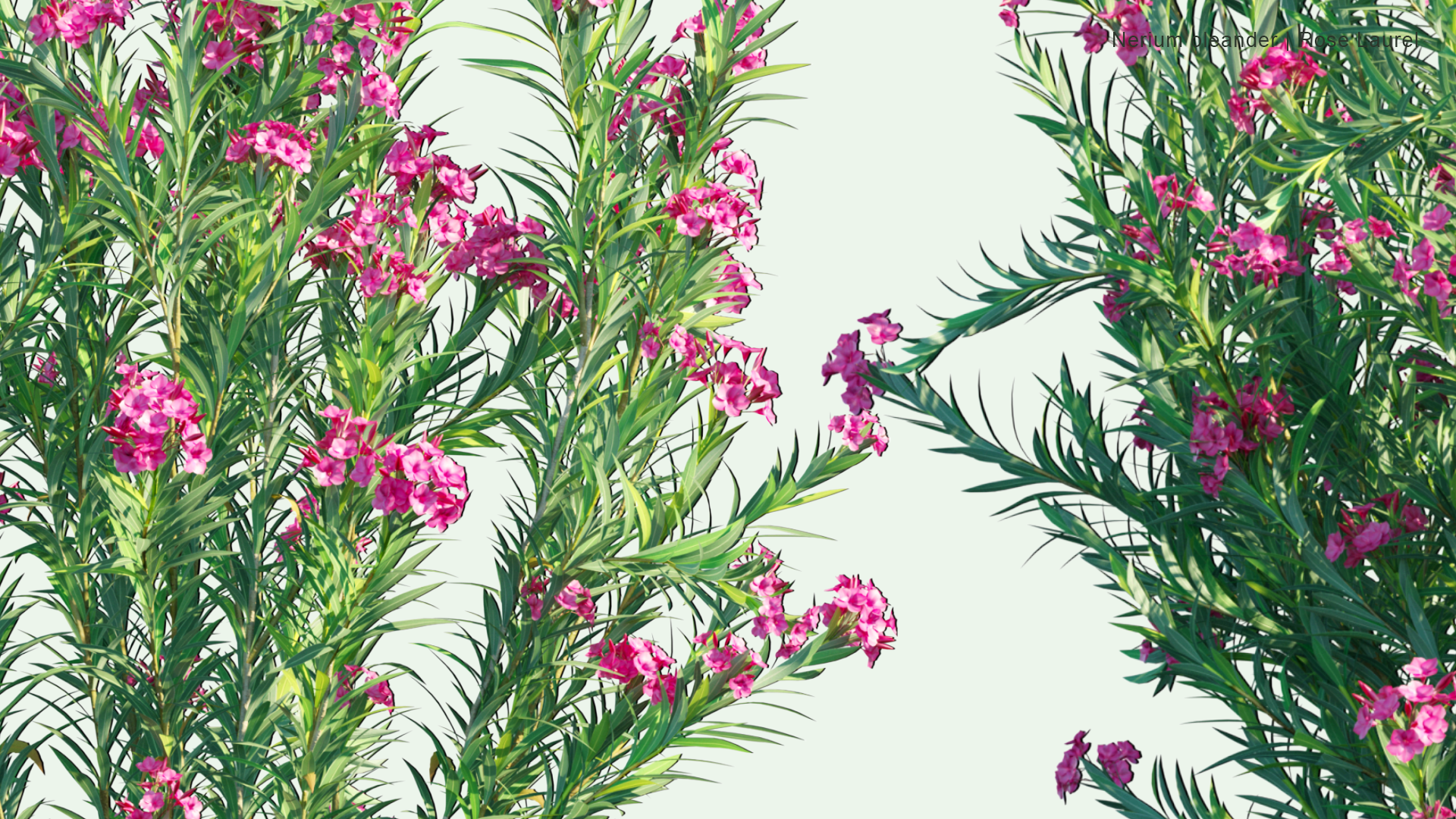 2D Nerium Oleander - Rose Laurel