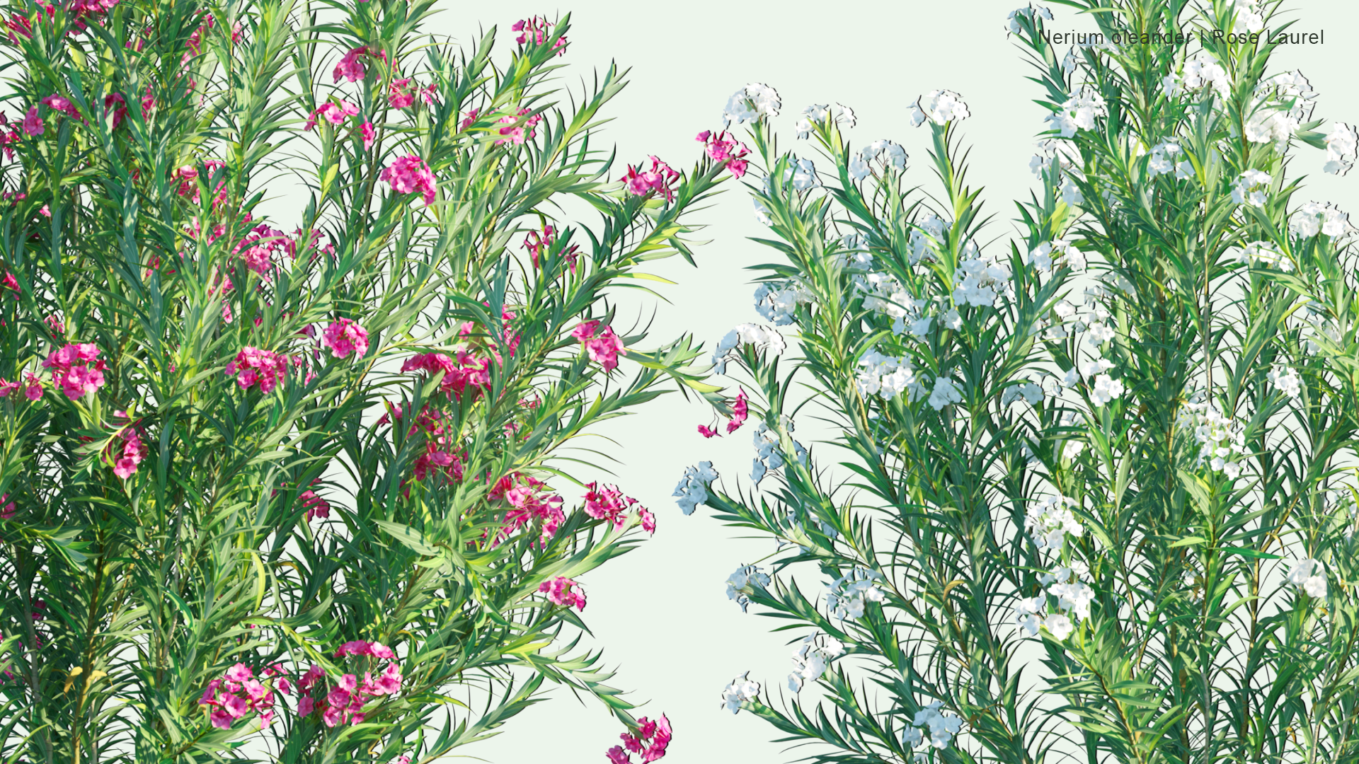 2D Nerium Oleander - Rose Laurel