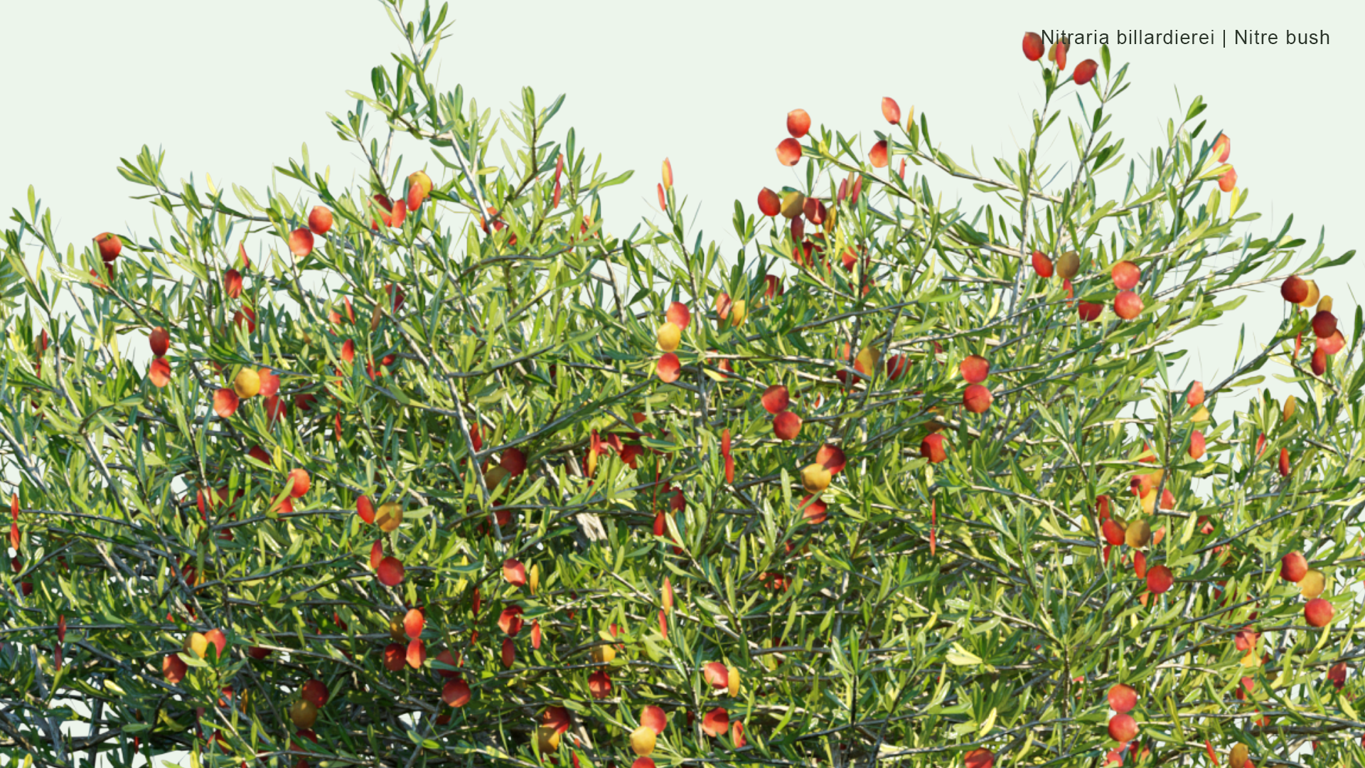 2D Nitraria Billardierei - Nitre Bush