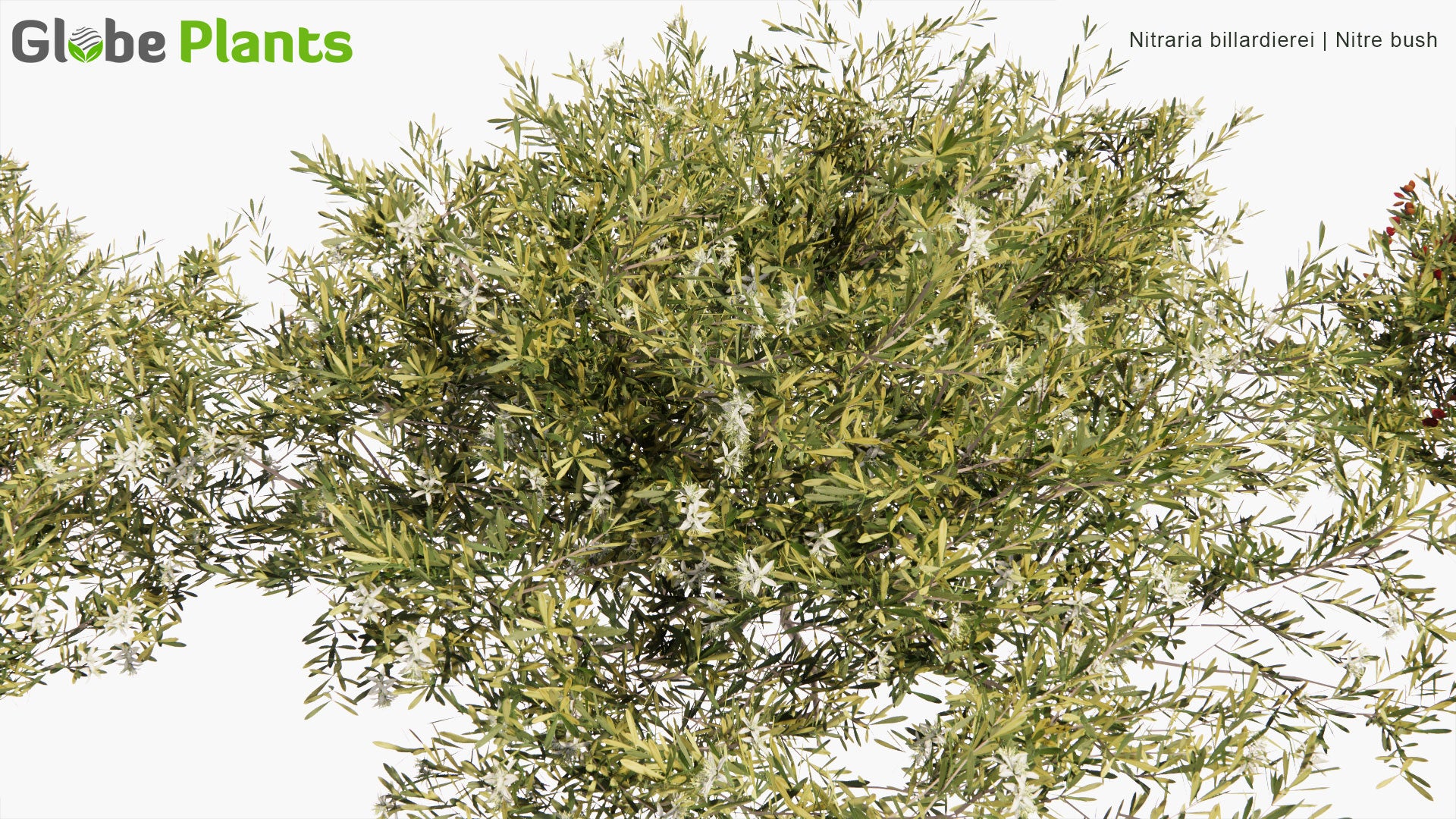 Low Poly Poa Nitraria Billardierei - Nitre Bush (3D Model)