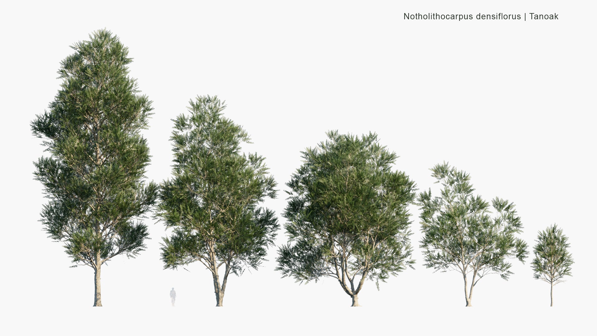 Low Poly Notholithocarpus Densiflorus - Anoak, Tanbark-Oak (3D Model)