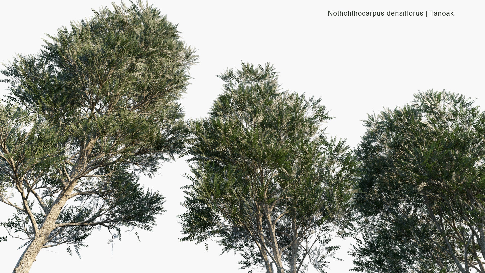 Low Poly Notholithocarpus Densiflorus - Anoak, Tanbark-Oak (3D Model)