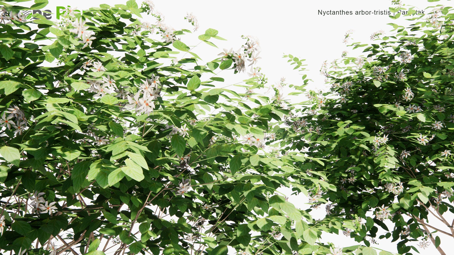 Low Poly Nyctanthes Arbor-Tristis - Parijatak, Night-Flowering Jasmine, Parija (3D Model)