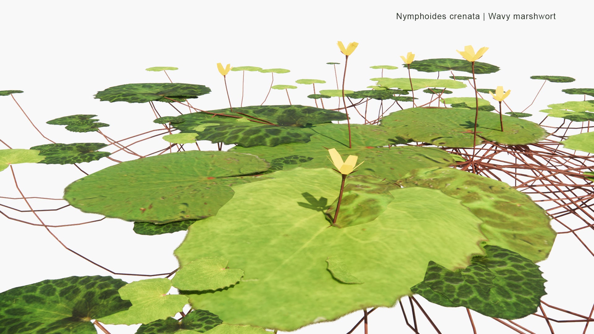 Low Poly Nymphoides Crenata - Wavy Marshwort (3D Model)