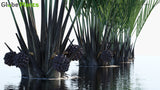 Load image into Gallery viewer, Nypa Fruticans - Nipa Palm, Mangrove Palm