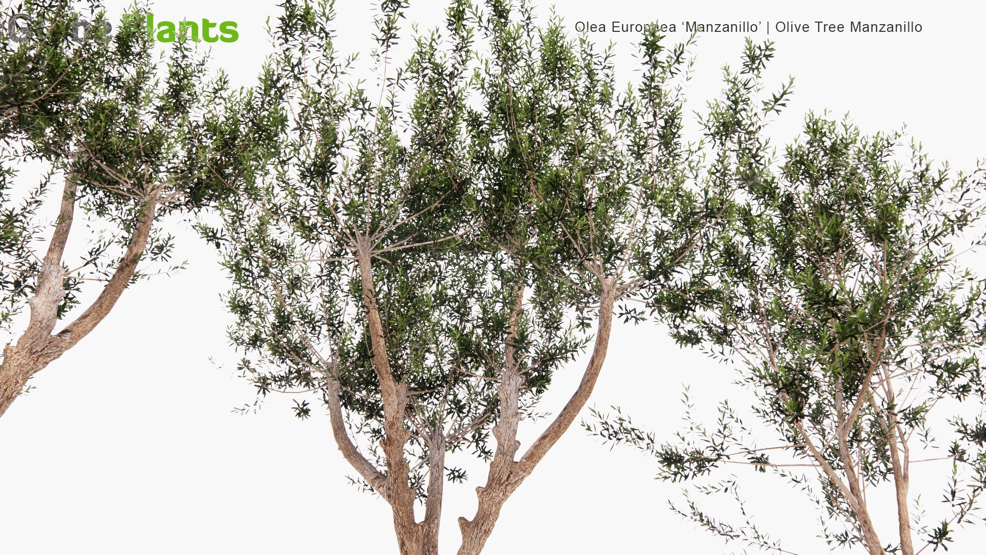 Low Poly Olive Tree Manzanillo  - Manzanillo (3D Model)