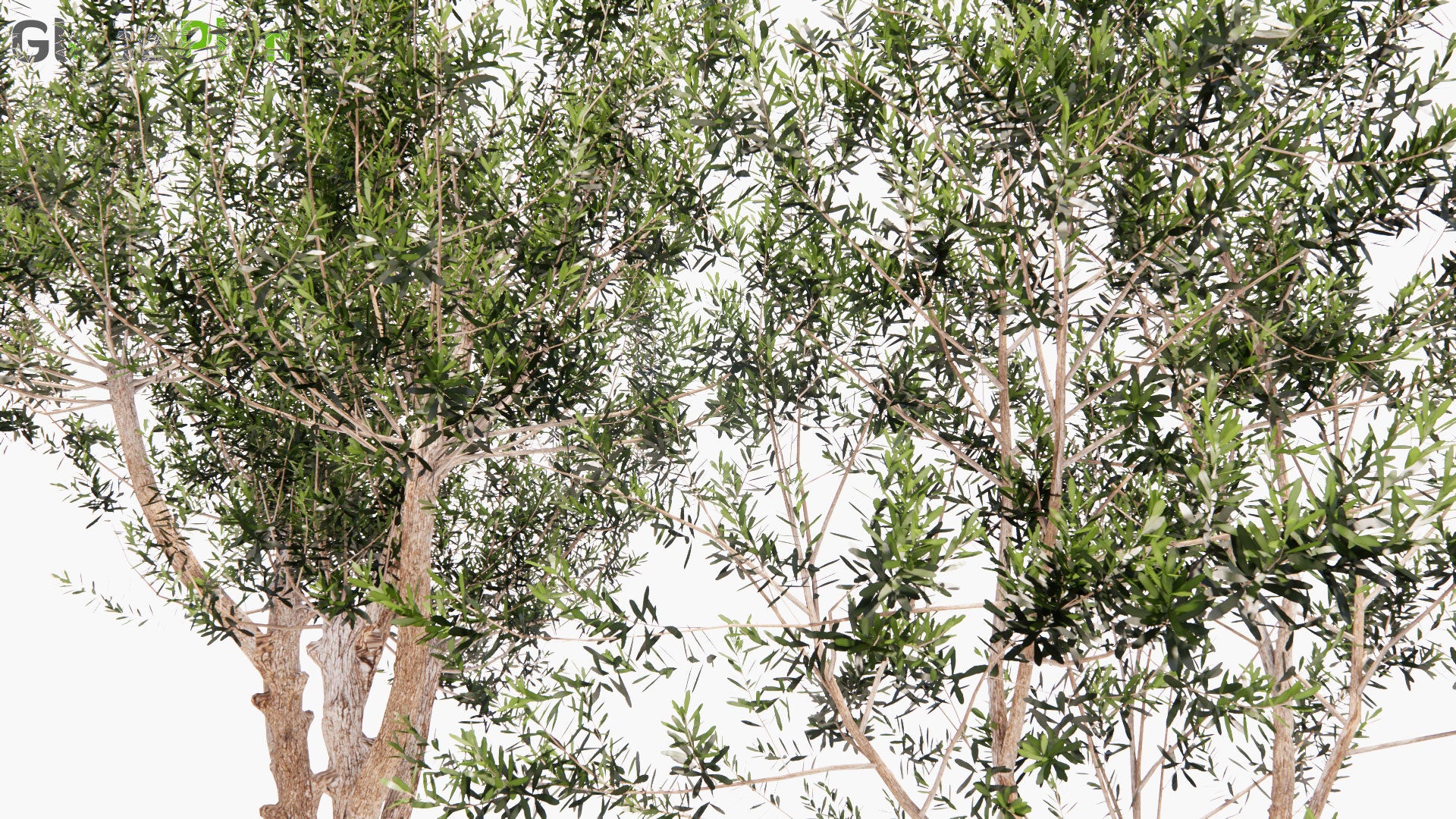 Low Poly Olive Tree Manzanillo  - Manzanillo (3D Model)