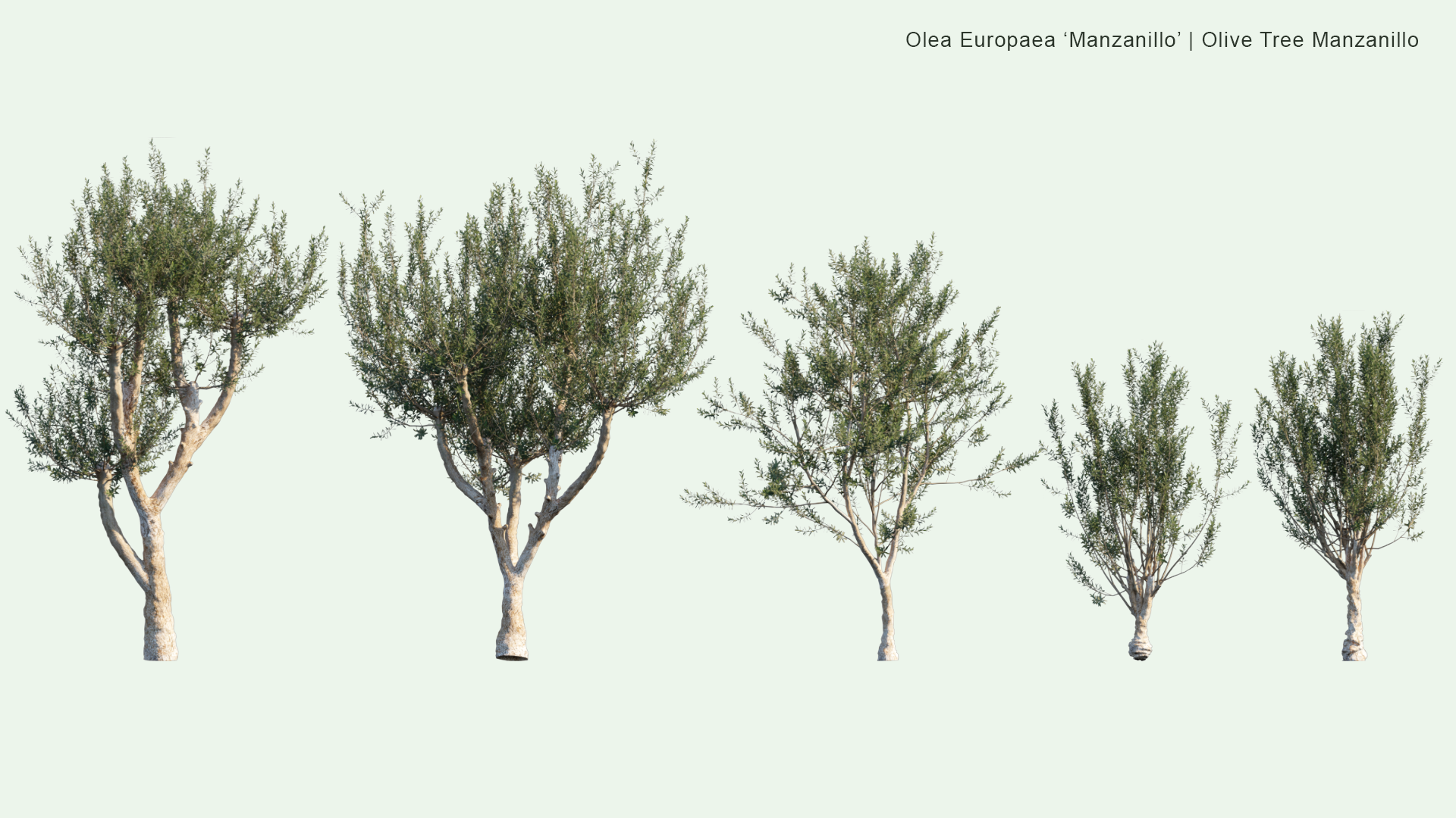 2D Olive Tree Manzanillo - Manzanillo