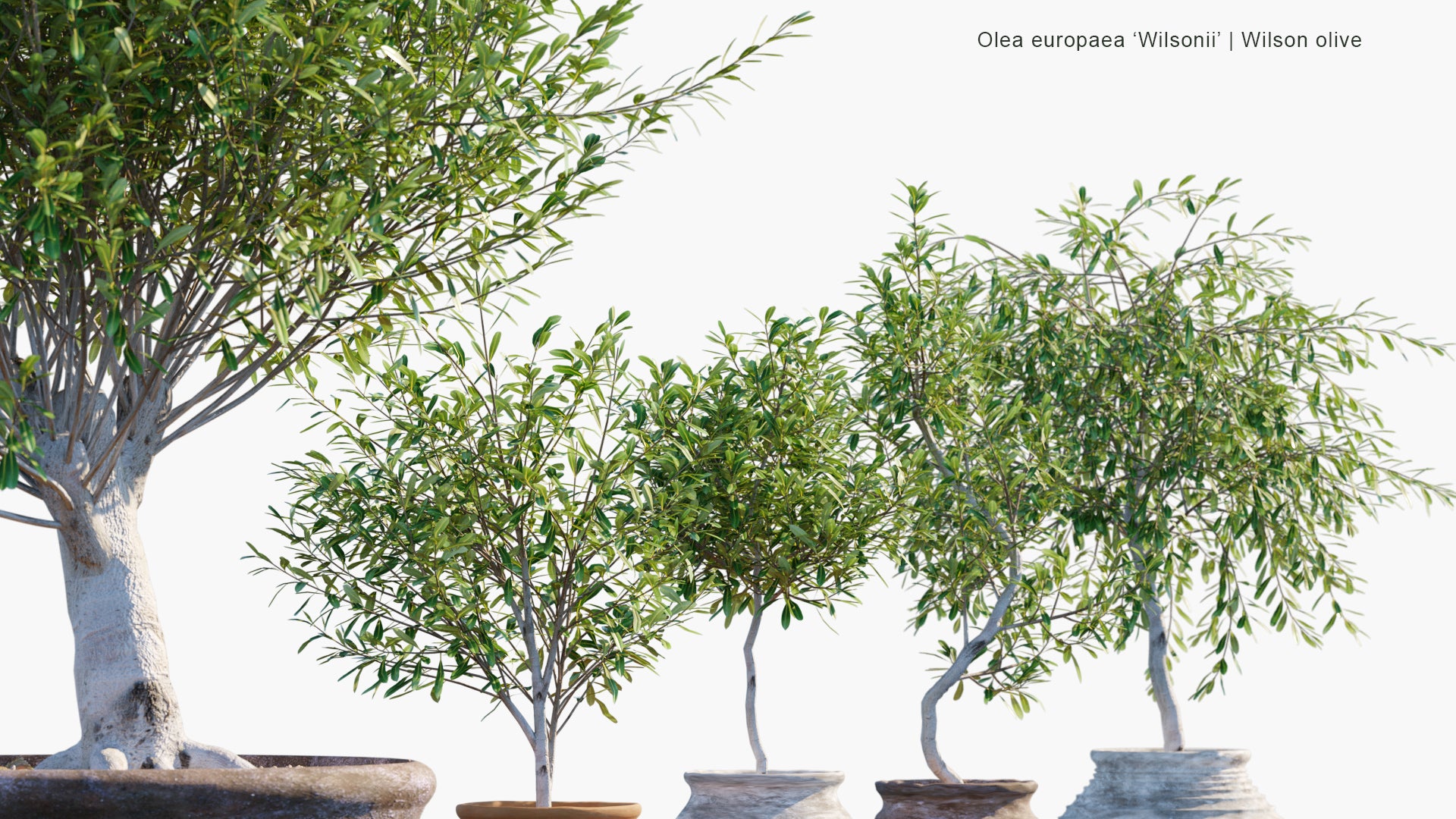 Olea Europaea 'Wilsonii' - Wilson Olive (3D Model)