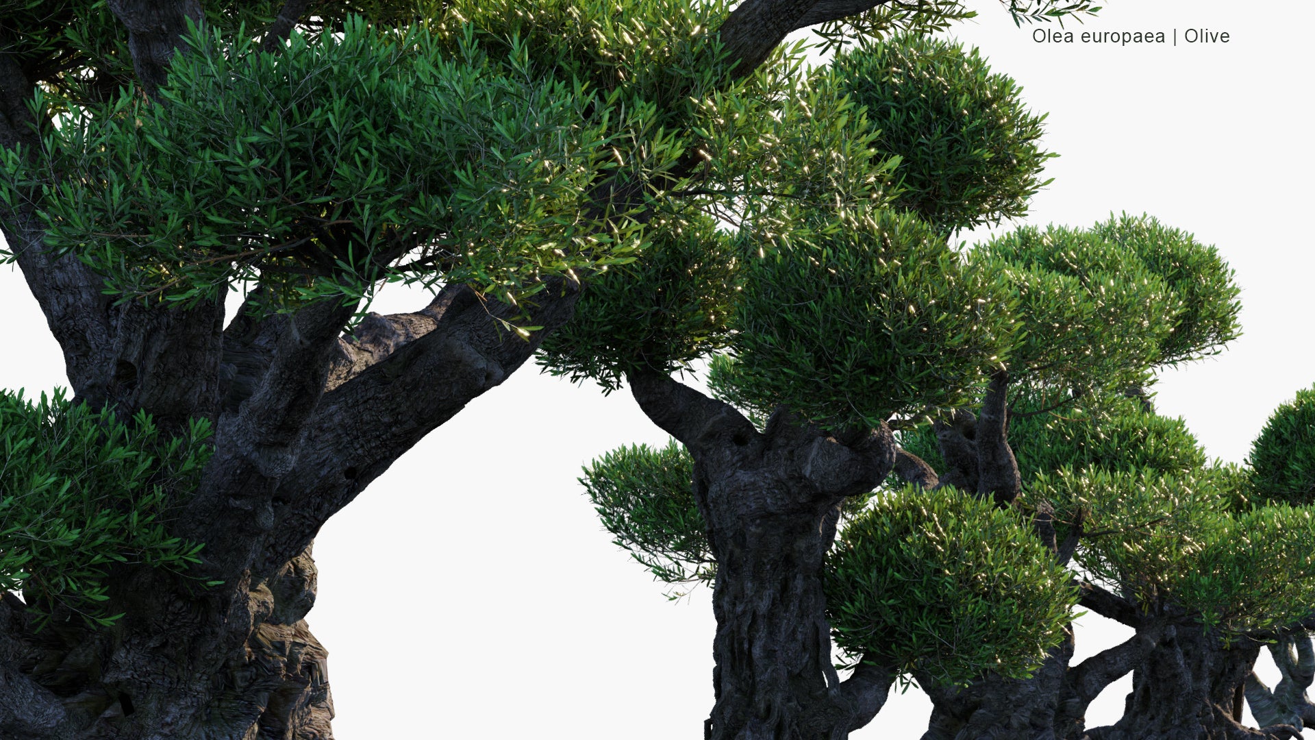 Olea Europaea - Olive | Hedges (3D Model)
