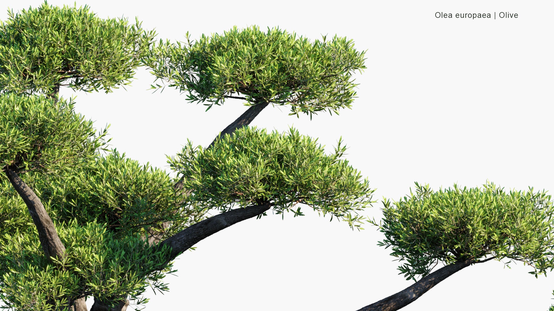 Olea Europaea - Olive | Hedges (3D Model)