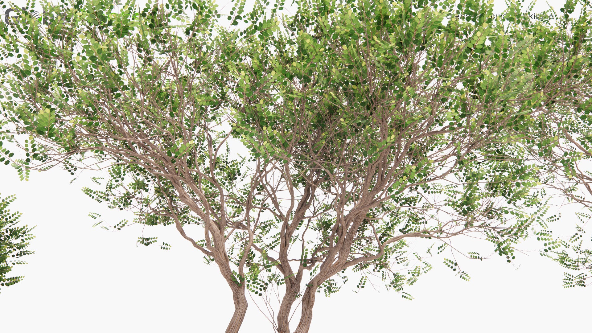 Low Poly Oleria Paniculata - Akiraho (3D Model)