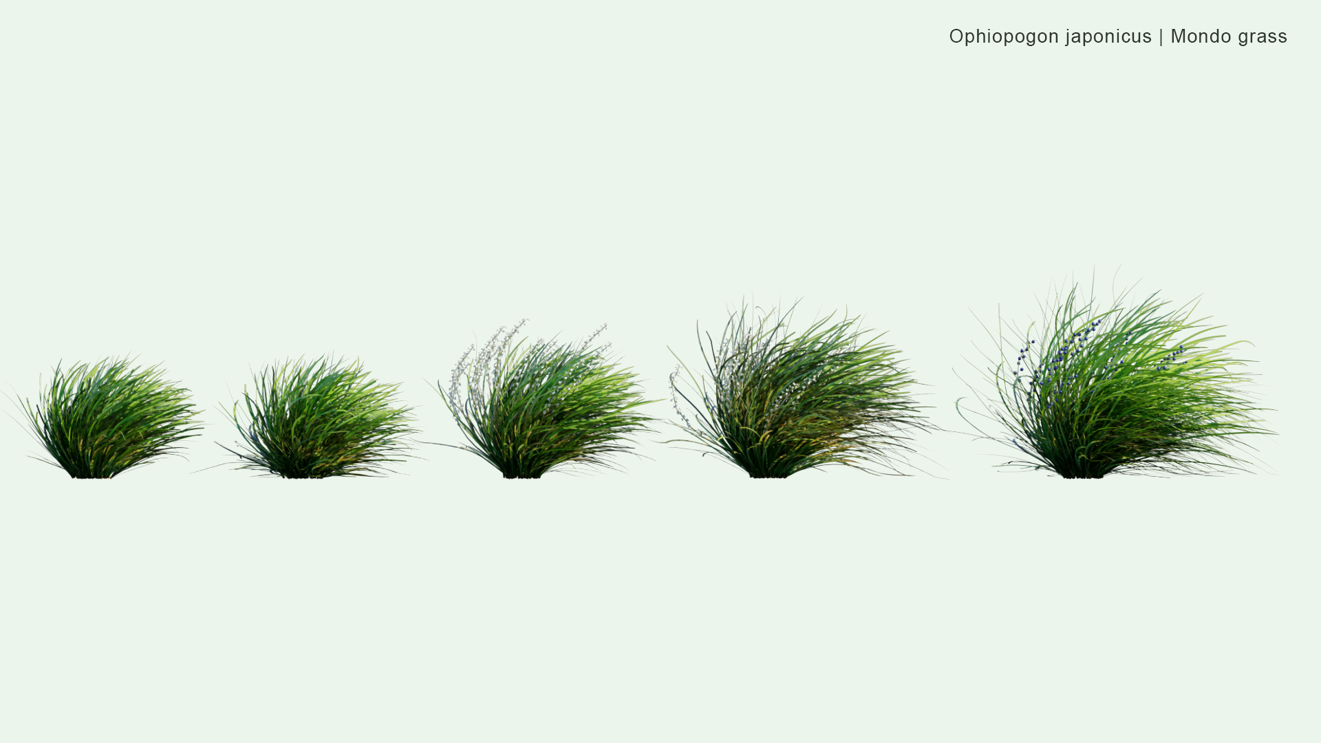 2D Ophiopogon Japonicus - Mondo Grass, Dwarf Lilyturf, Fountain Plant, Monkeygrass, リュウノヒゲ