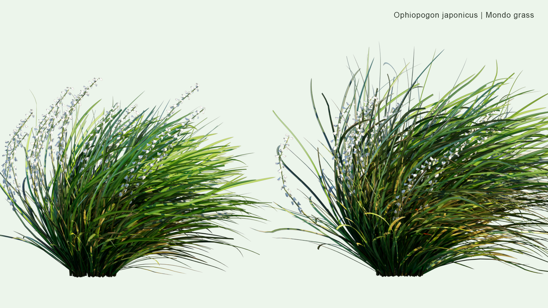 2D Ophiopogon Japonicus - Mondo Grass, Dwarf Lilyturf, Fountain Plant, Monkeygrass, リュウノヒゲ