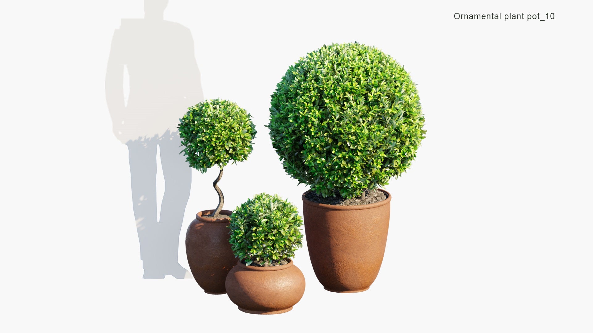 Ornamental Pot Plant 10 - Laurus Nobilis 'Saratoga' (3D Model)