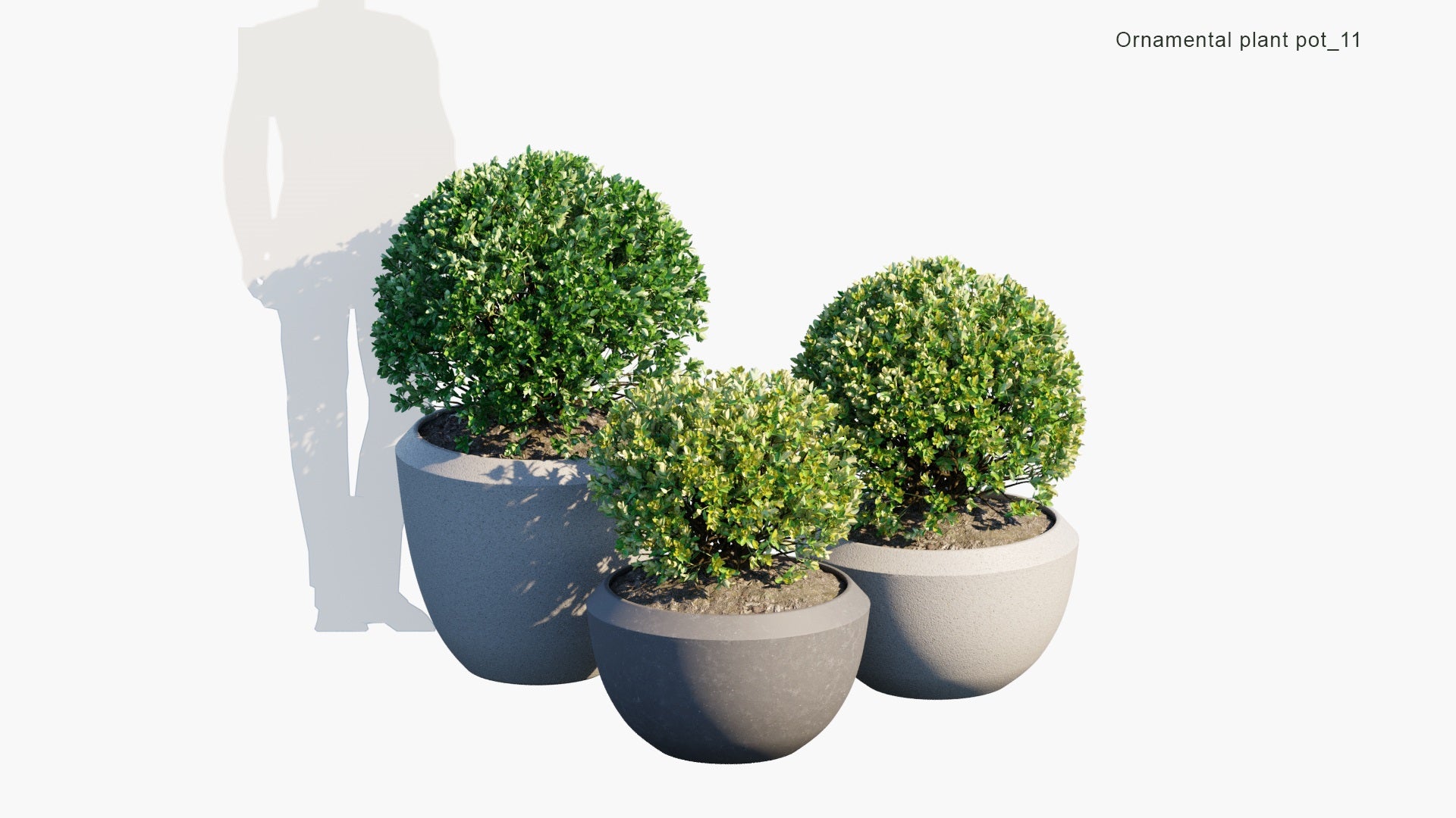 Ornamental Pot Plant 11 - Euonymus Japonicus (3D Model)