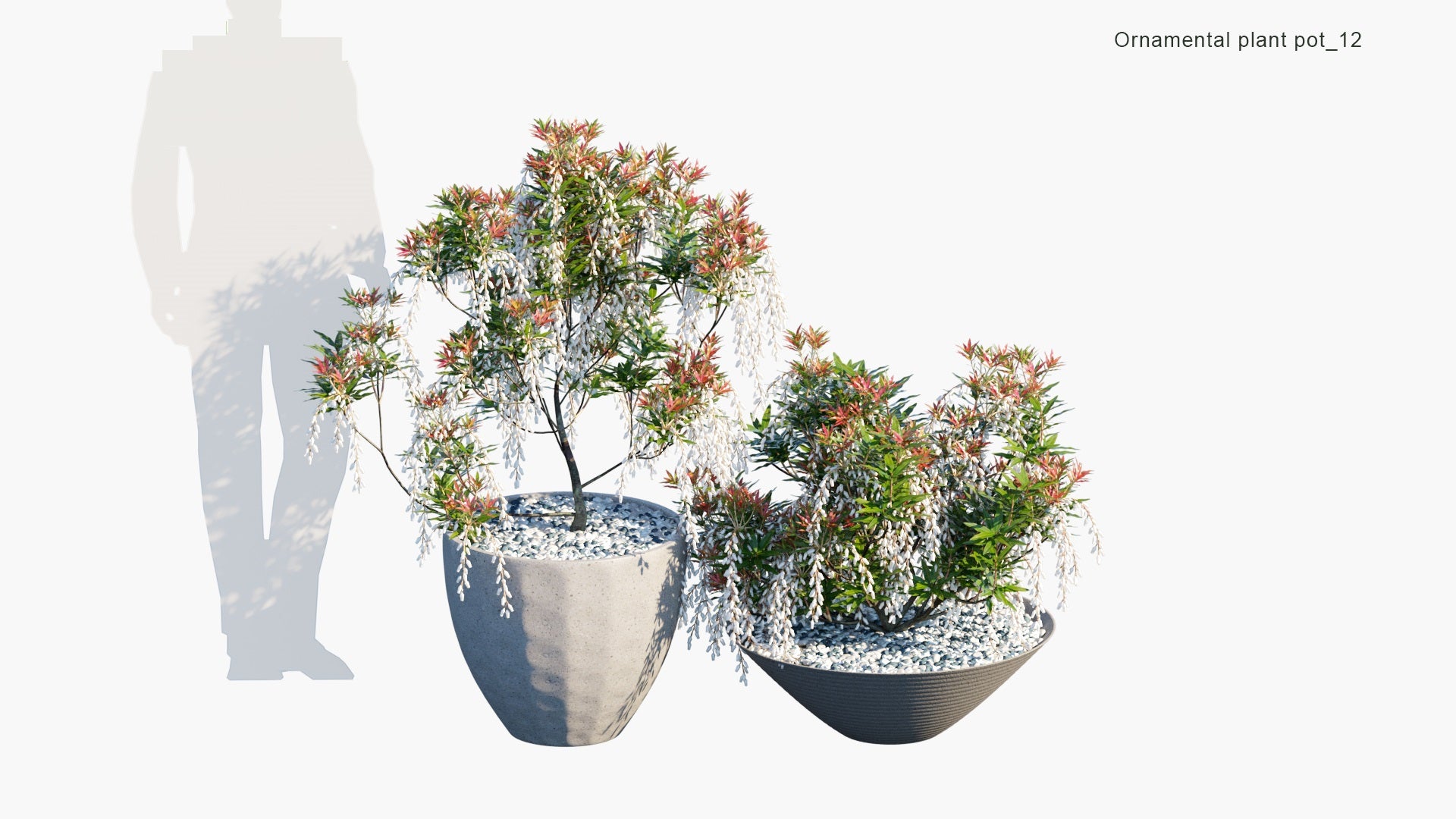 Ornamental Pot Plant 12 - Pieris Japonica 'Forest Flame' (3D Model)