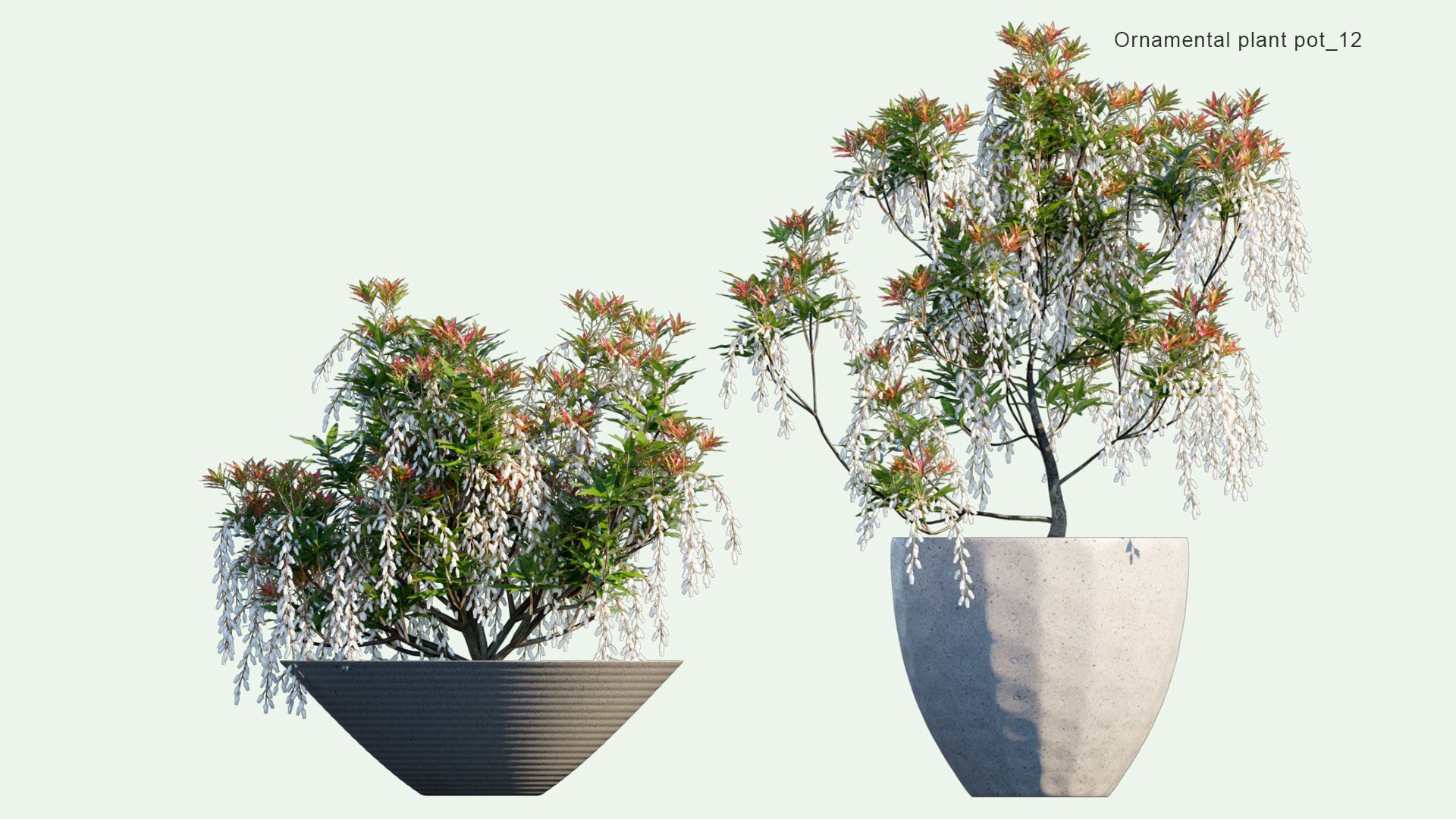 2D Ornamental Pot Plant 12 - Pieris Japonica 'Forest Flame'