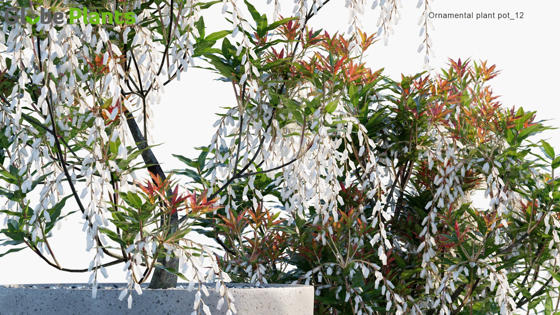 Ornamental Pot Plant 12 - Pieris Japonica 'Forest Flame' (3D Model)