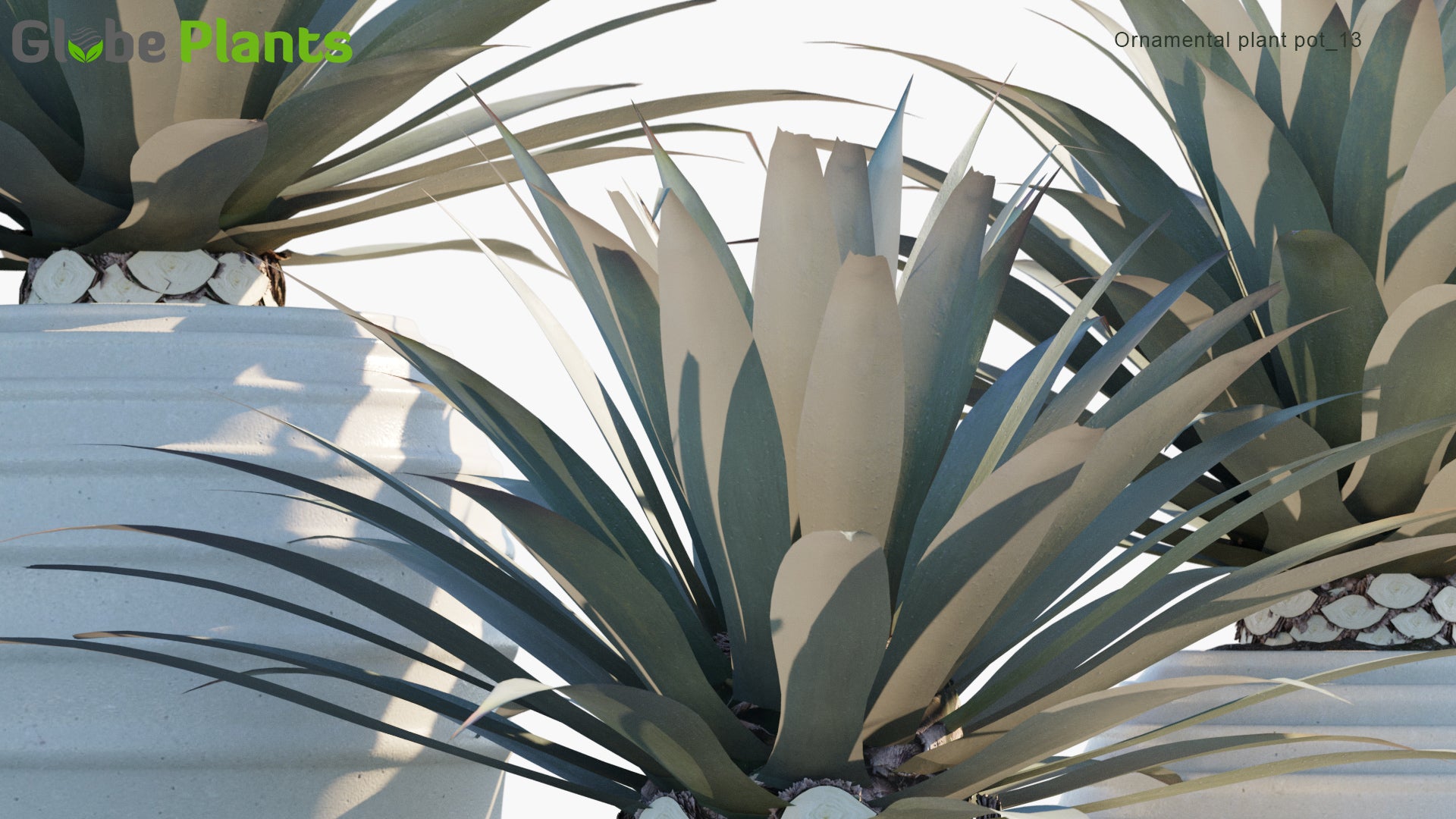 Ornamental Pot Plant 13 - Agave Tequilana (3D Model)